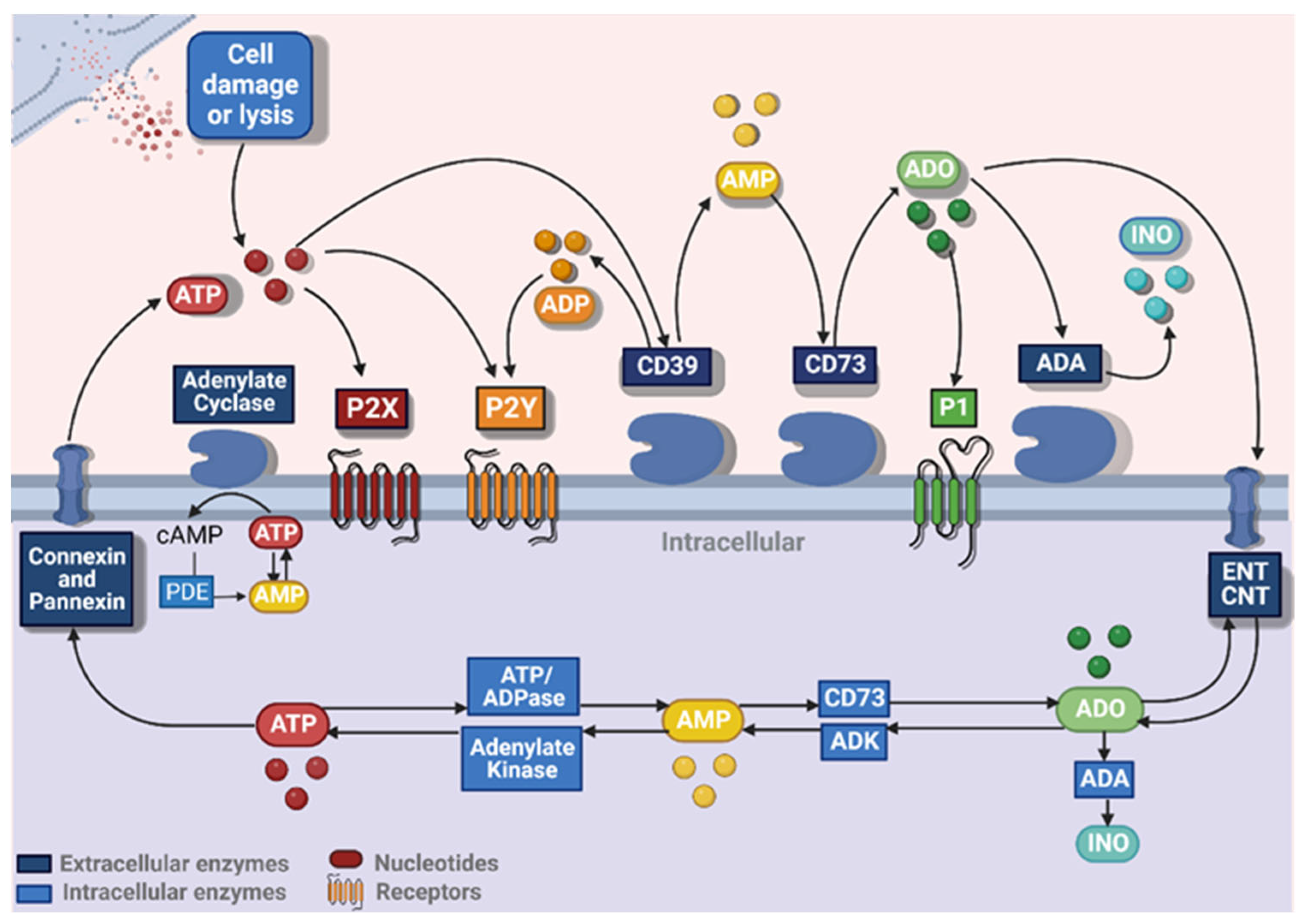 Ijms 24 07865 g001 Ijms 24 07865 g001