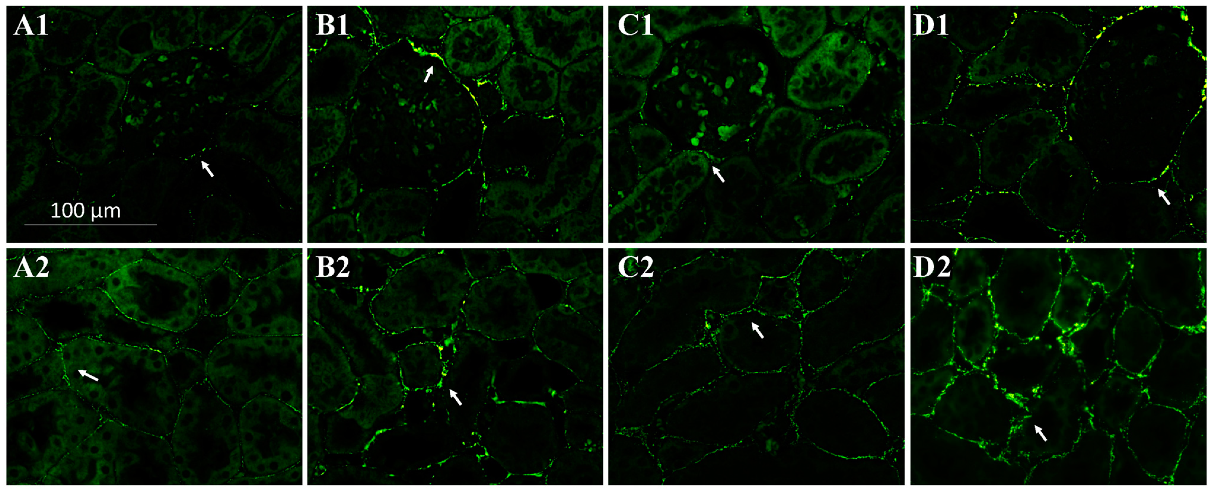 Ijms 24 07887 g002 Ijms 24 07887 g002