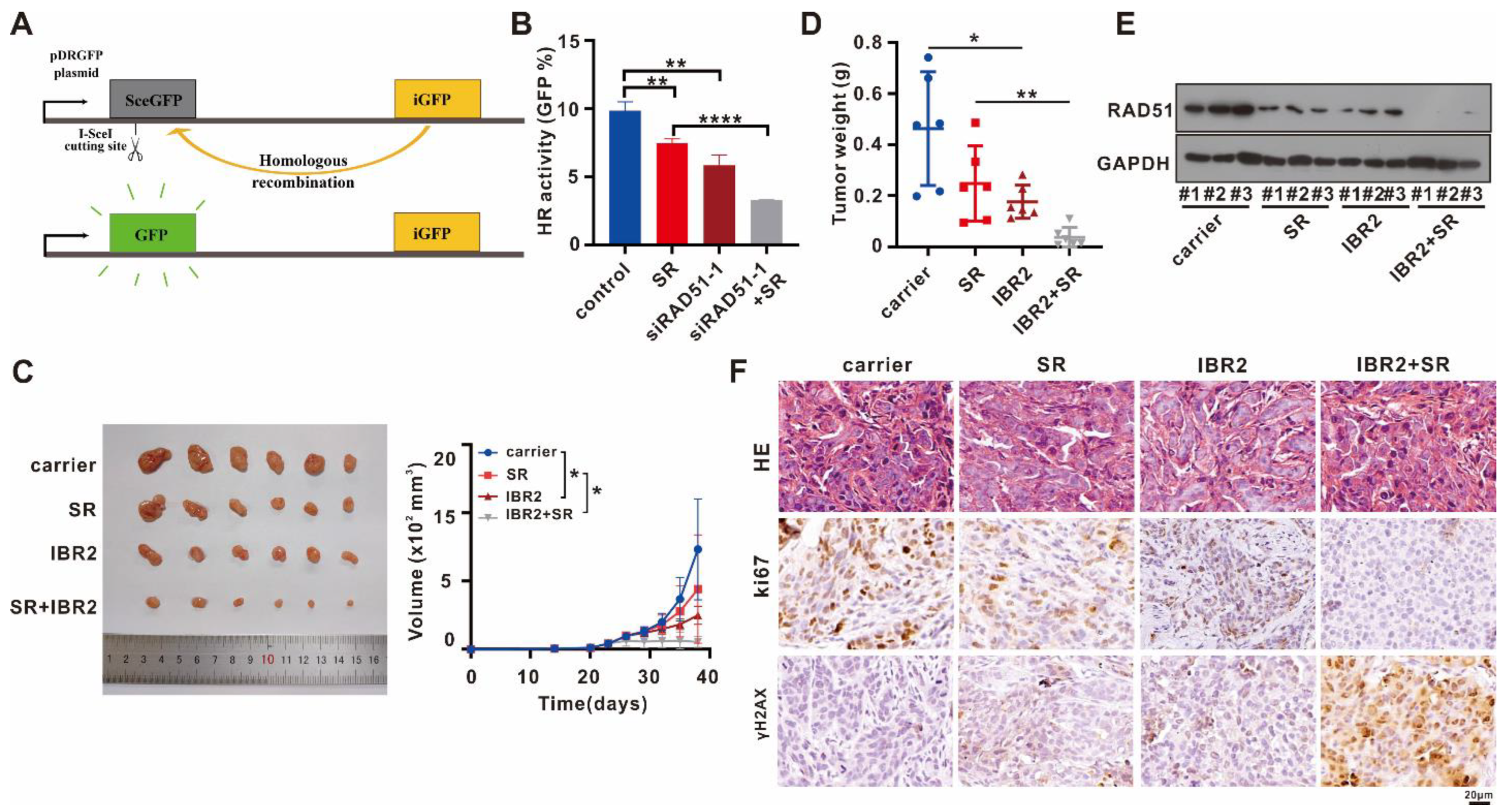 Ijms 24 07905 g006 Ijms 24 07905 g006
