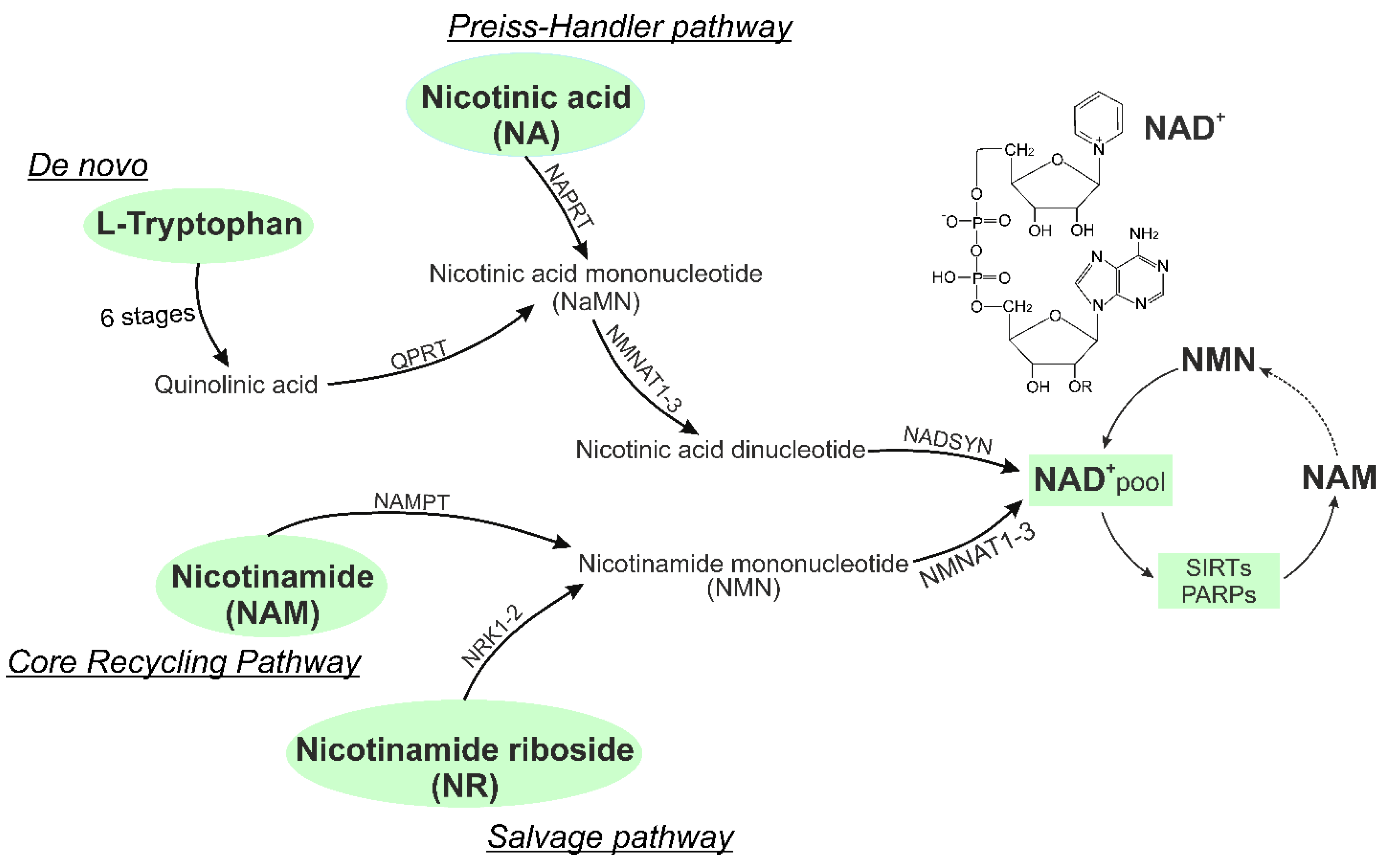 PDF] THE ENZYMATIC CONVERSION OF QUINOLINATE TO NICOTINIC ACID  MONONUCLEOTIDE IN MAMMALIAN LIVER.