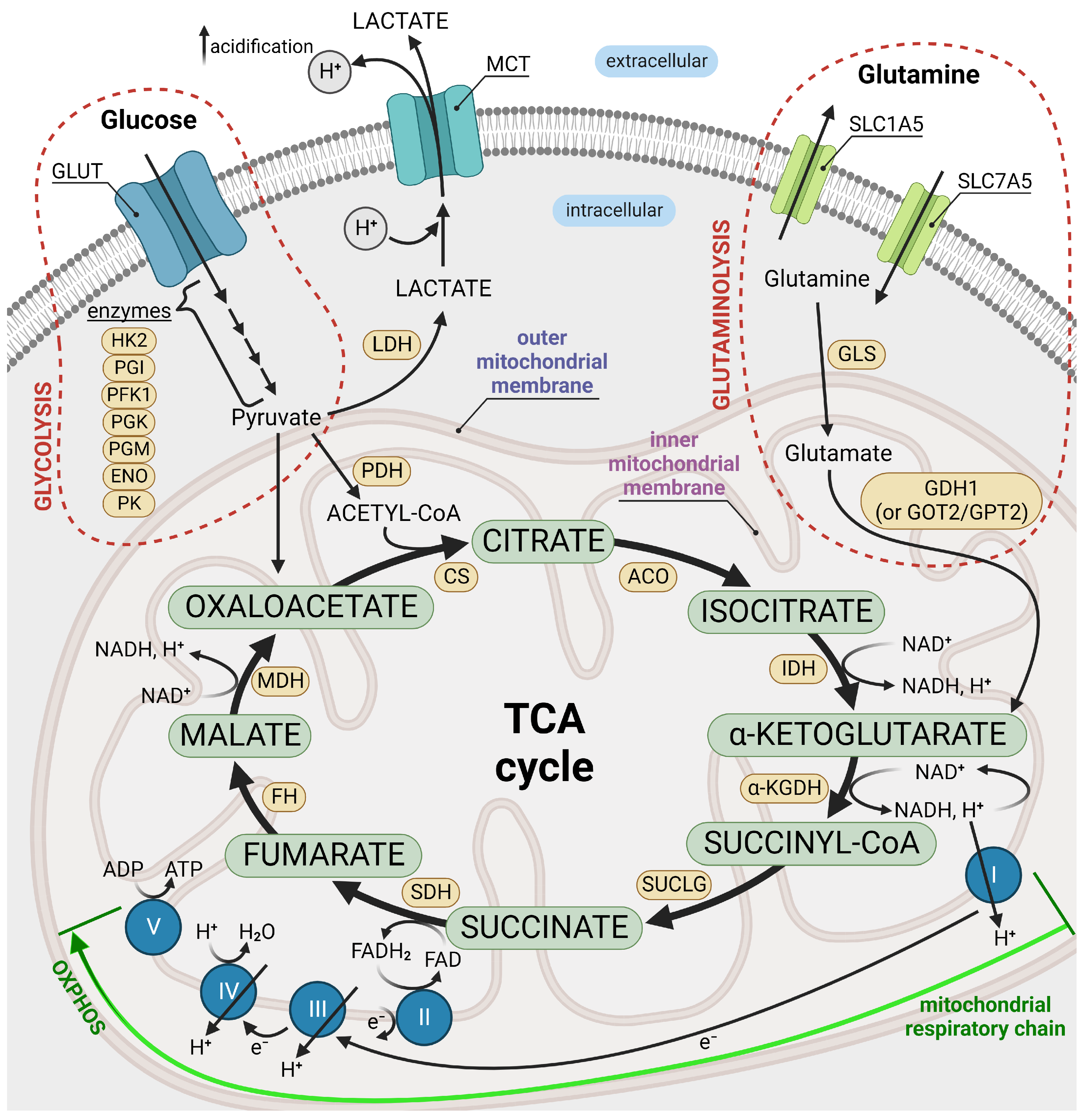 Ijms 24 07942 g001 Ijms 24 07942 g001