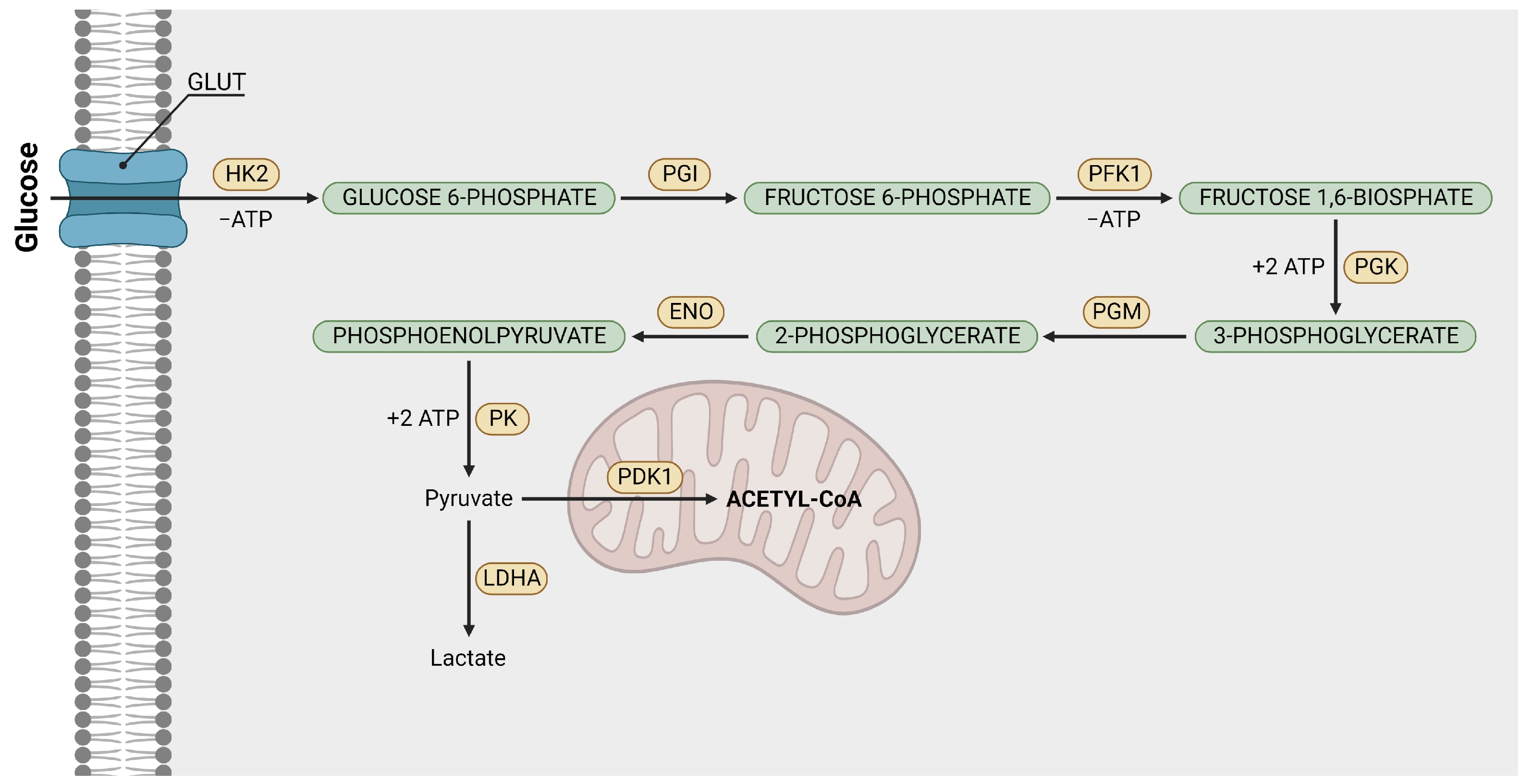 Ijms 24 07942 g003 Ijms 24 07942 g003