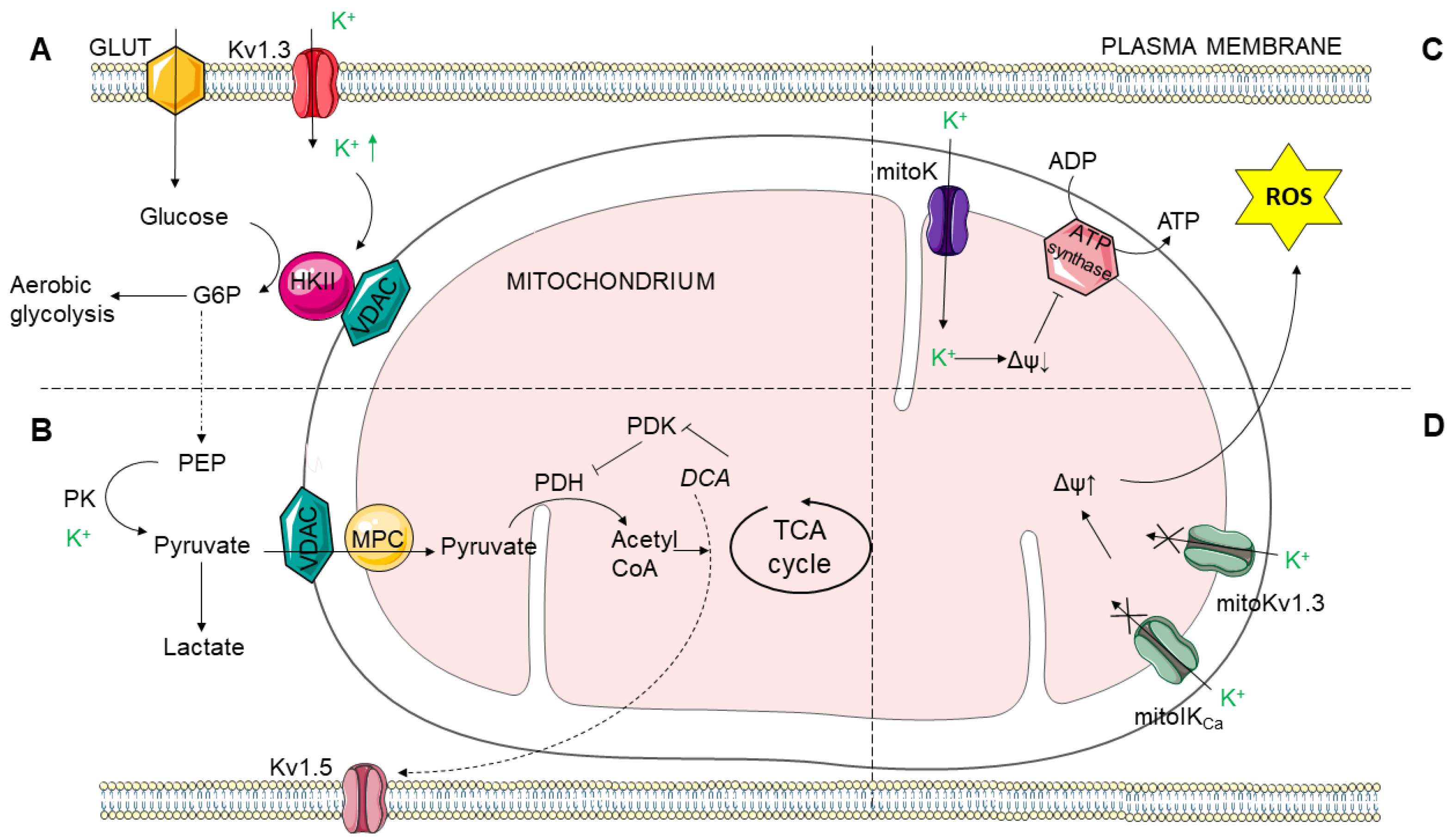 IJMS | Free Full-Text | Potassium Channels, Glucose Metabolism and 