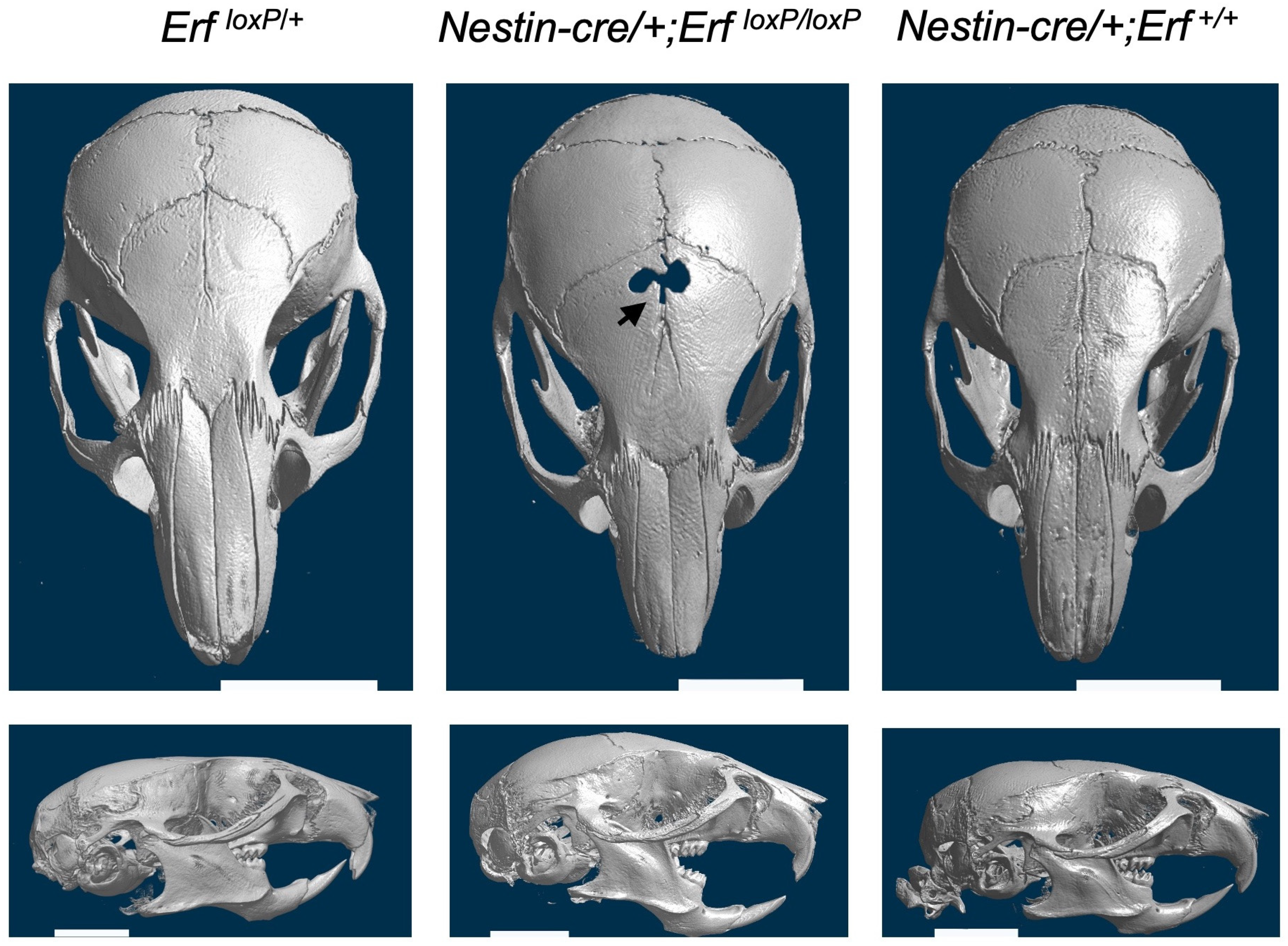 Ijms 24 07961 g002 Ijms 24 07961 g002