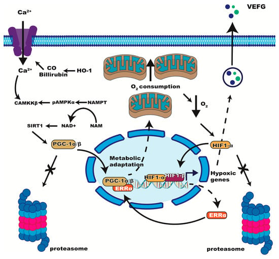 IJMS | Free Full-Text | The Role of the Estrogen-Related Receptor Alpha ...