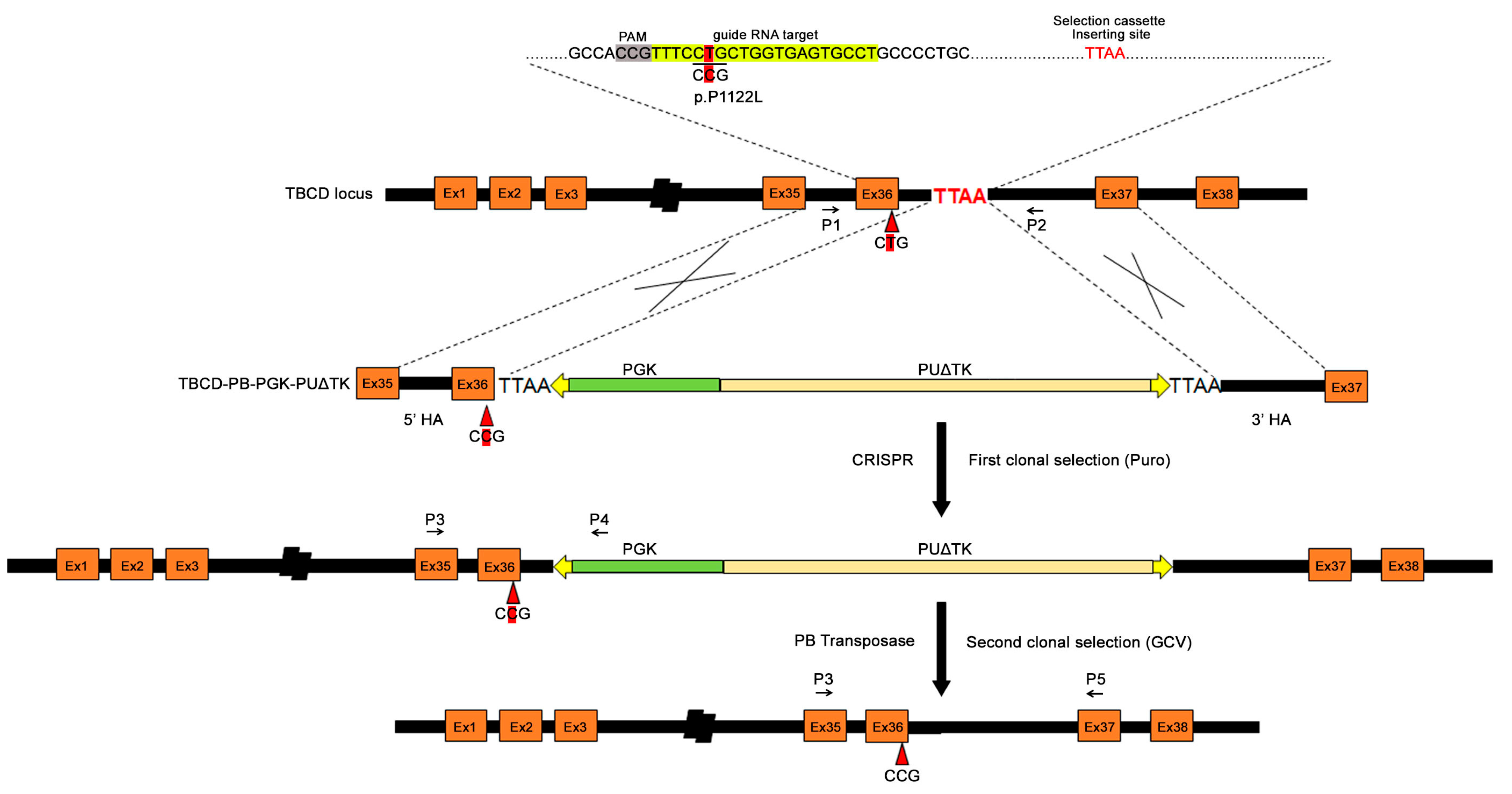 IJMS | Free Full-Text | CRISPR/Cas9 And PiggyBac Transposon-Based ...