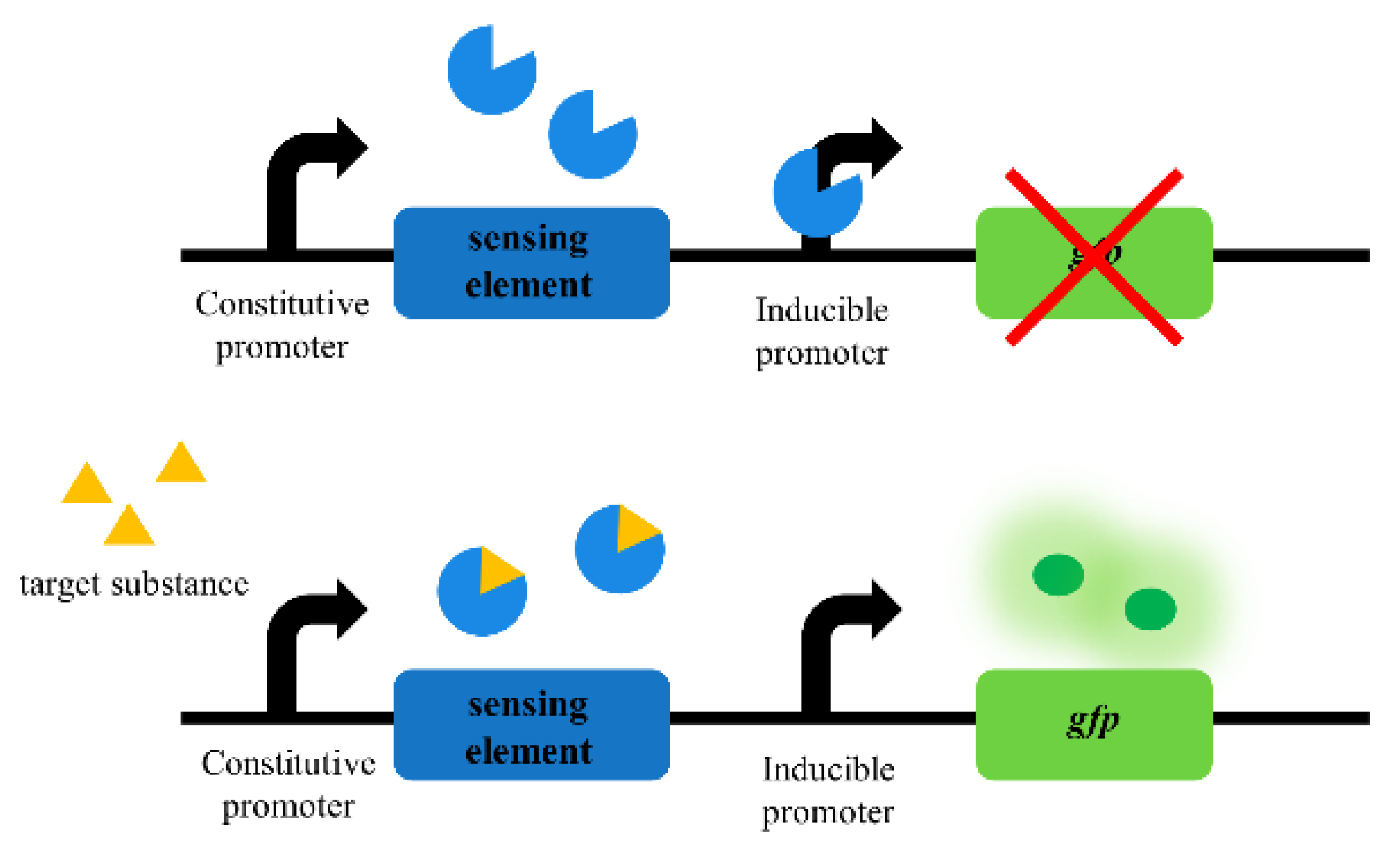 IJMS | Free Full-Text | Advances In Synthetic-Biology-Based Whole-Cell ...