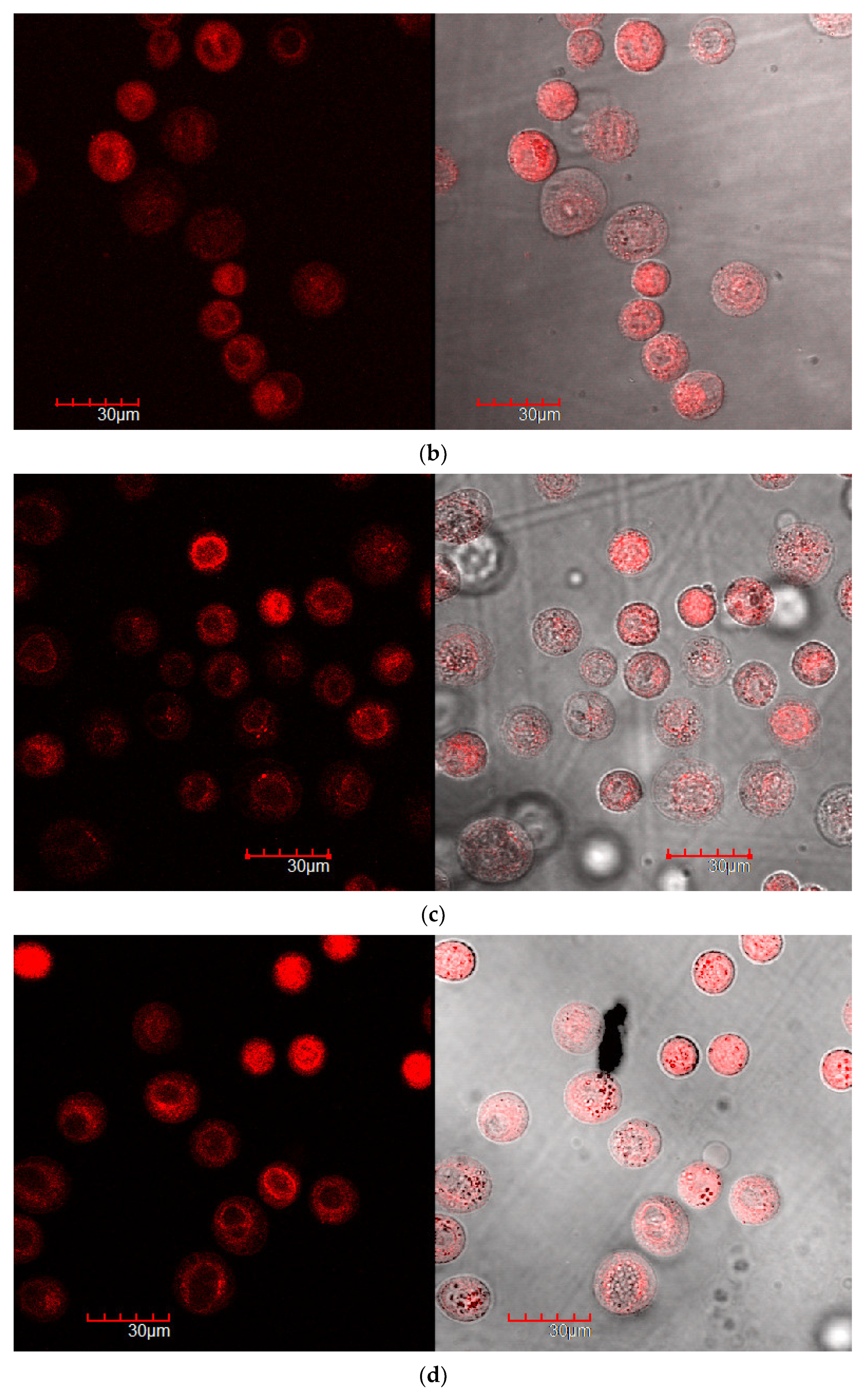 Ijms 24 08023 g007b Ijms 24 08023 g007b