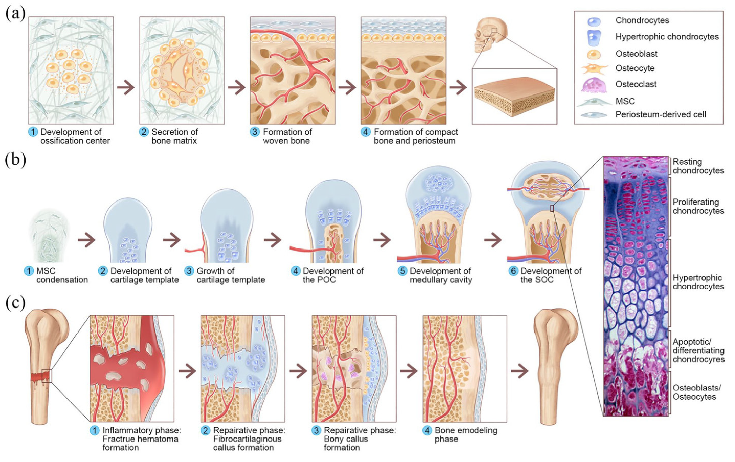 Ijms 24 08029 g004 Ijms 24 08029 g004