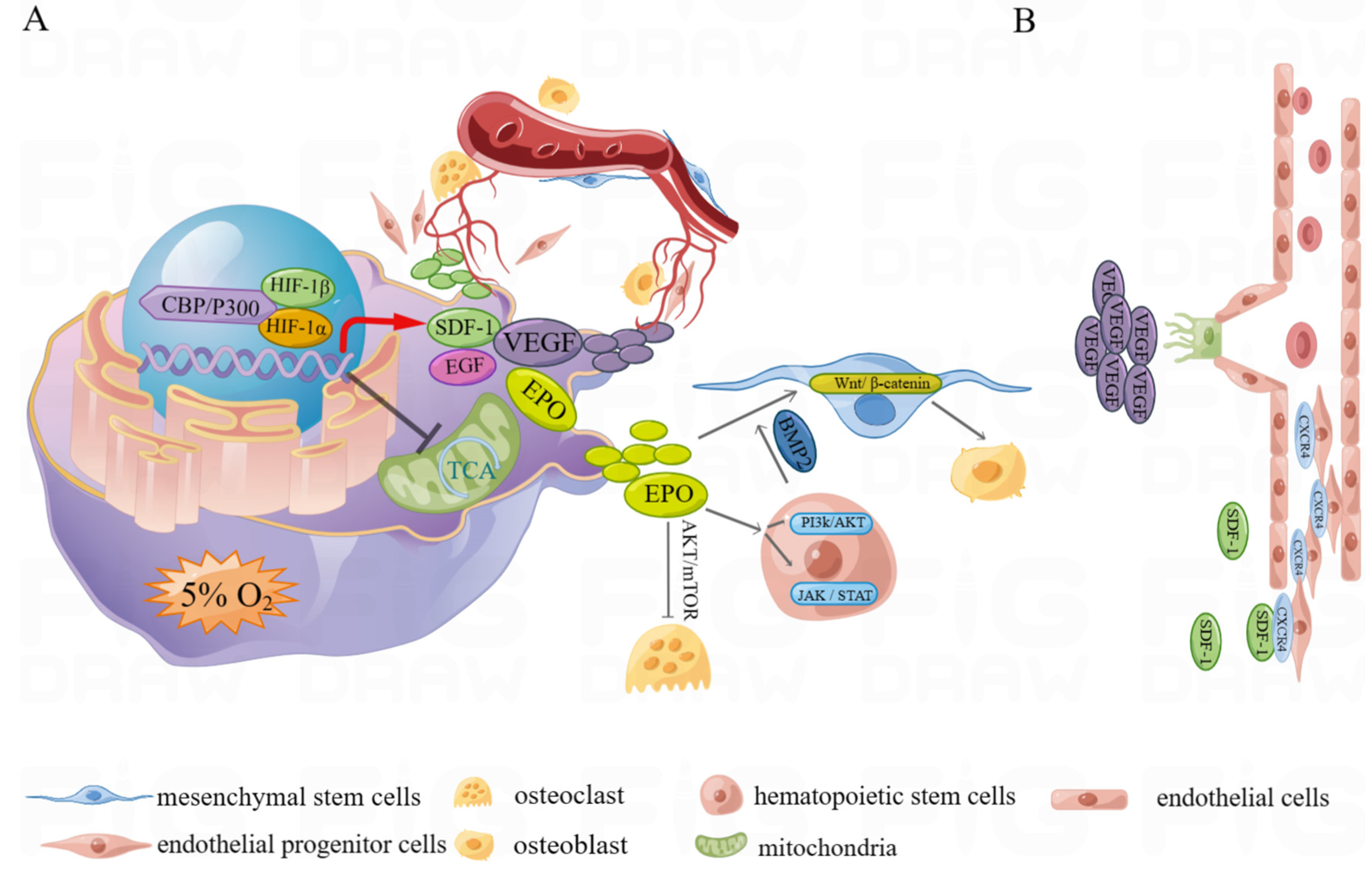 Ijms 24 08029 g006 Ijms 24 08029 g006