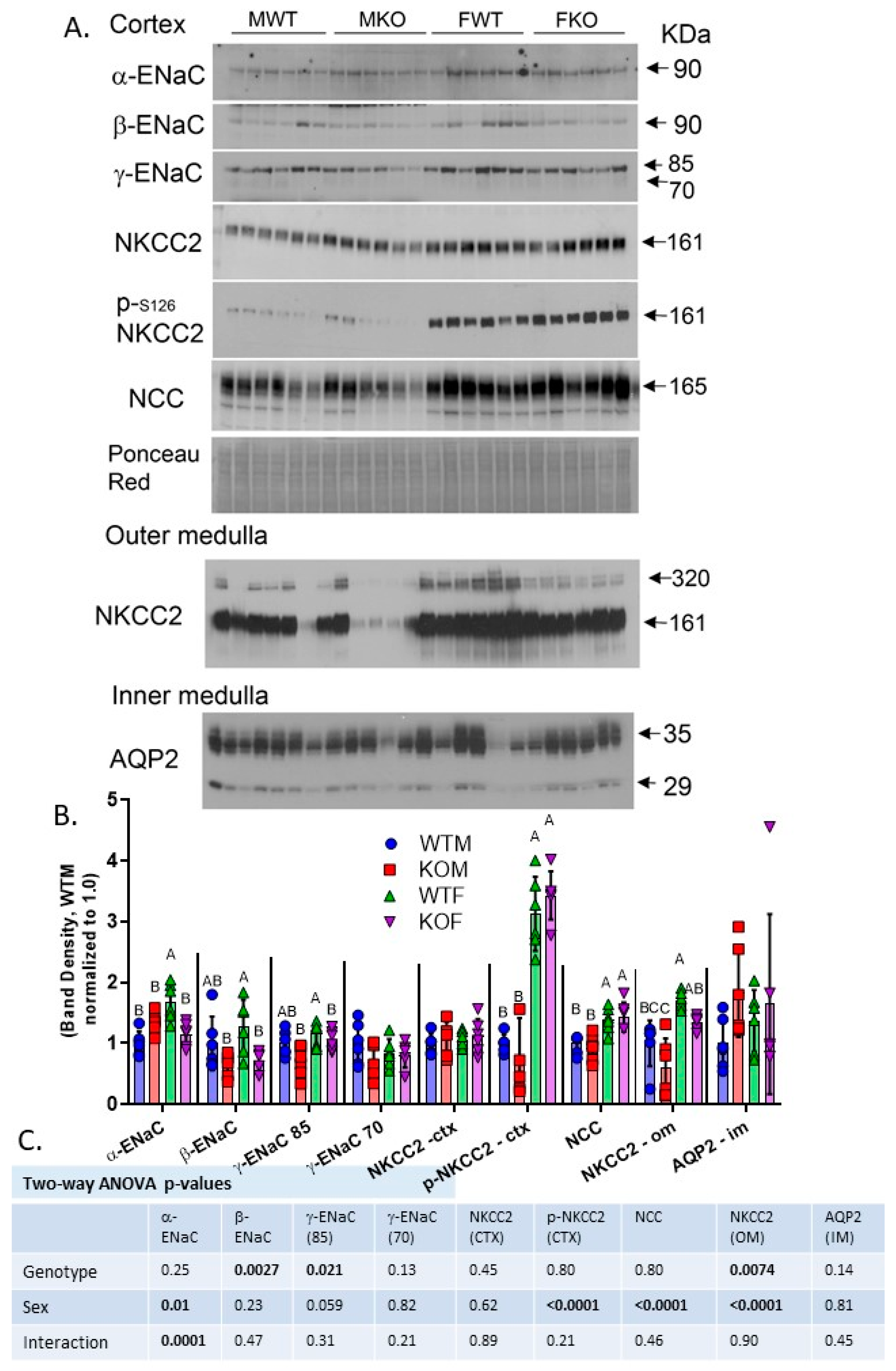 Ijms Free Full Text Sex Modulates Response To Renal Tubule Targeted