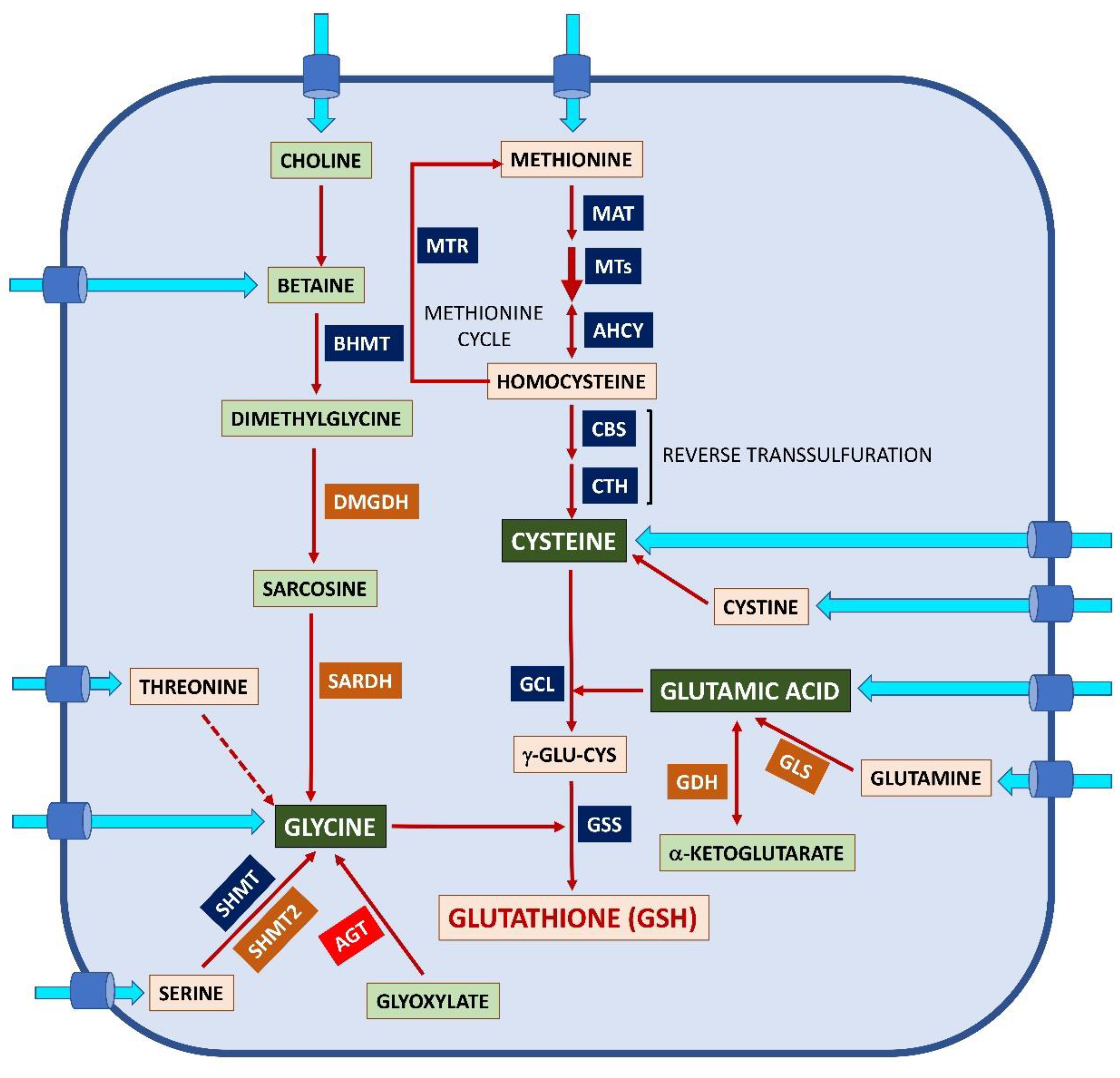 Ijms 24 08059 g002 Ijms 24 08059 g002