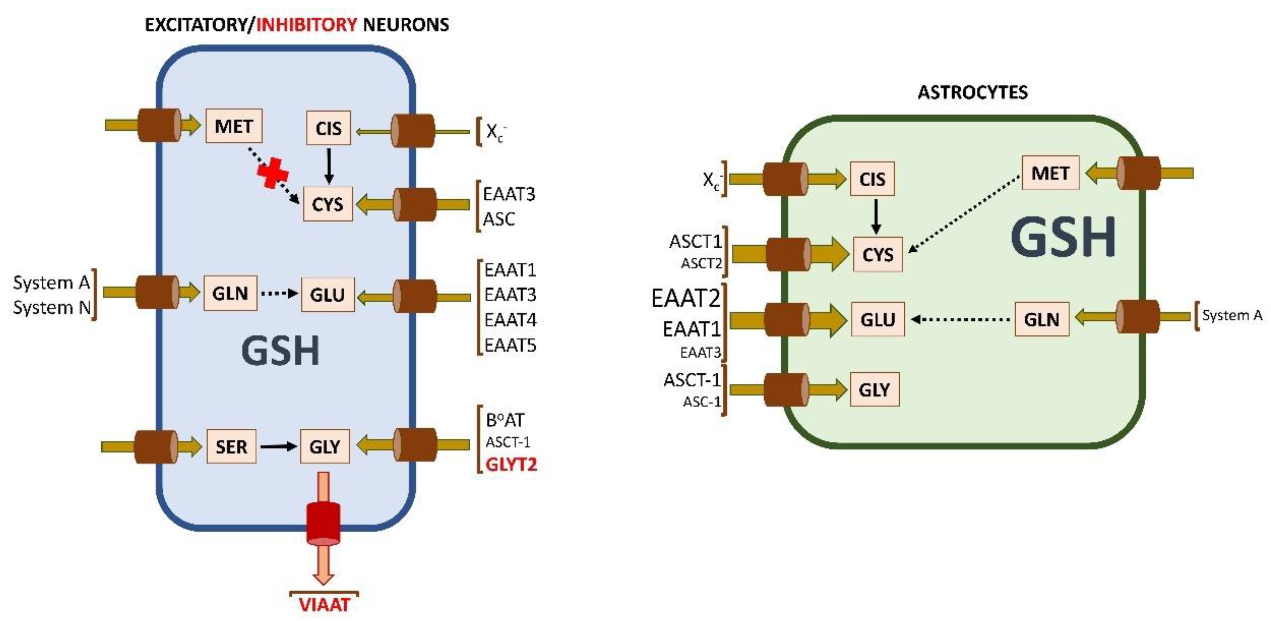 Ijms 24 08059 g005 Ijms 24 08059 g005