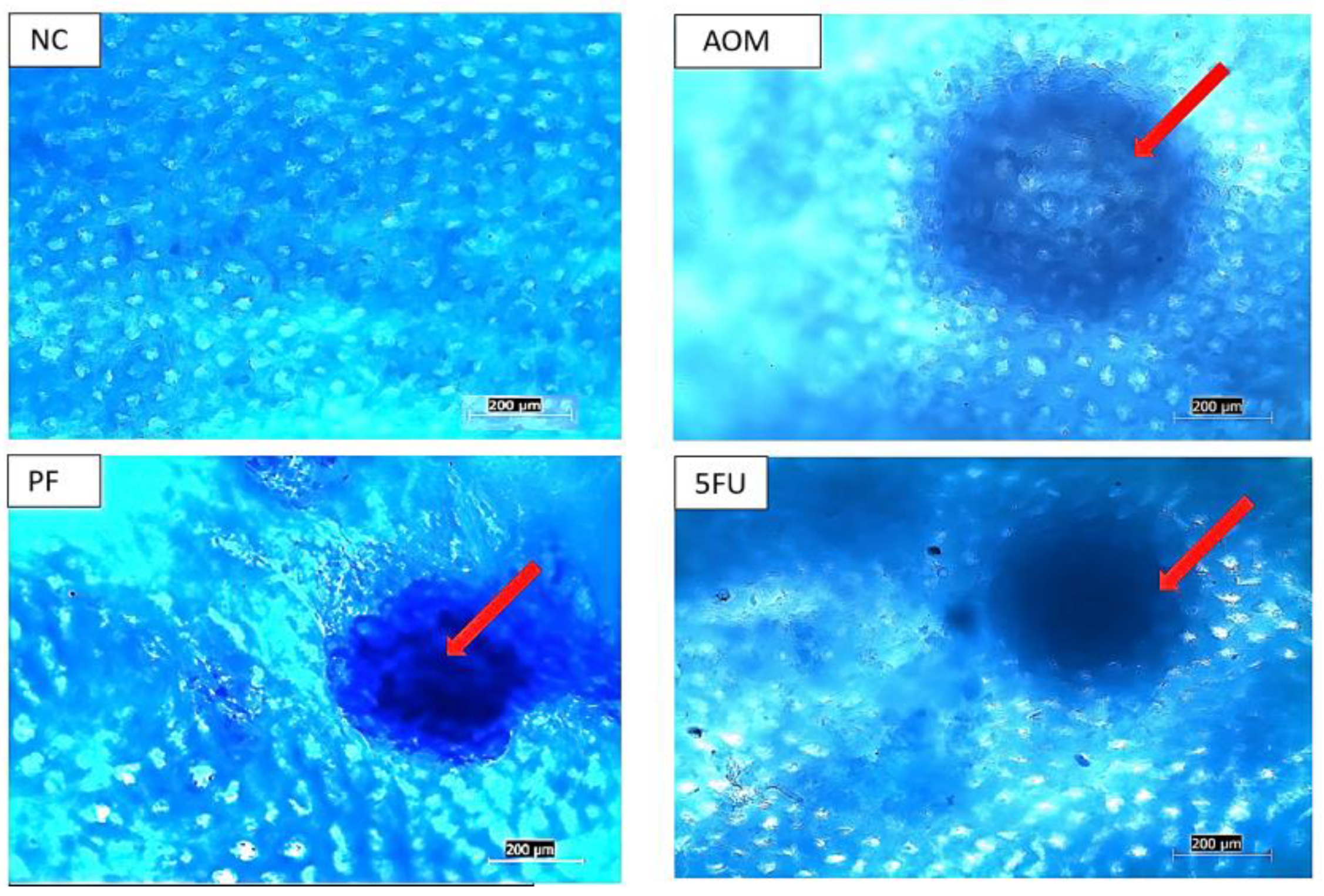 Ijms 24 08080 g003 Ijms 24 08080 g003