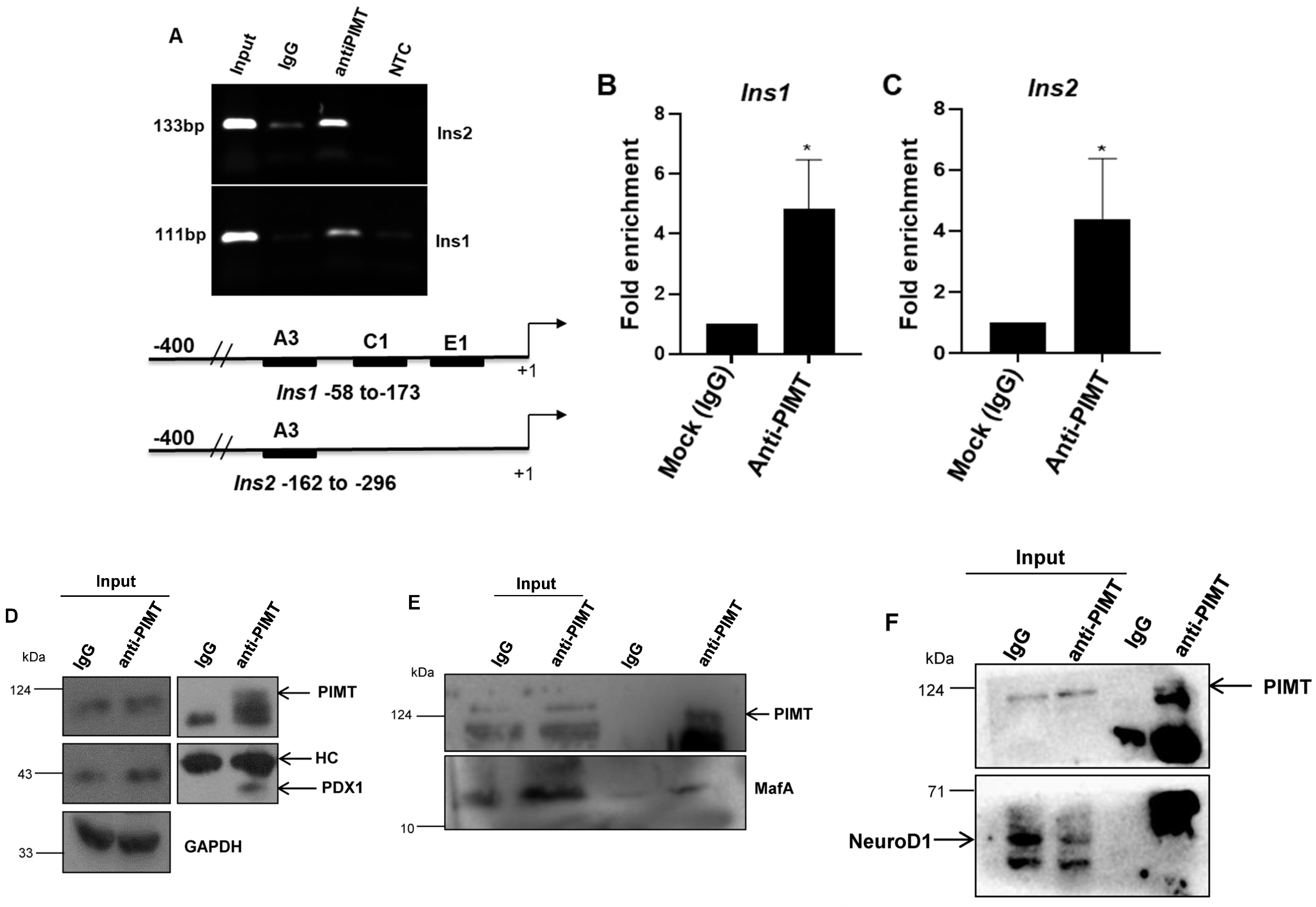 Ijms 24 08084 g004 Ijms 24 08084 g004