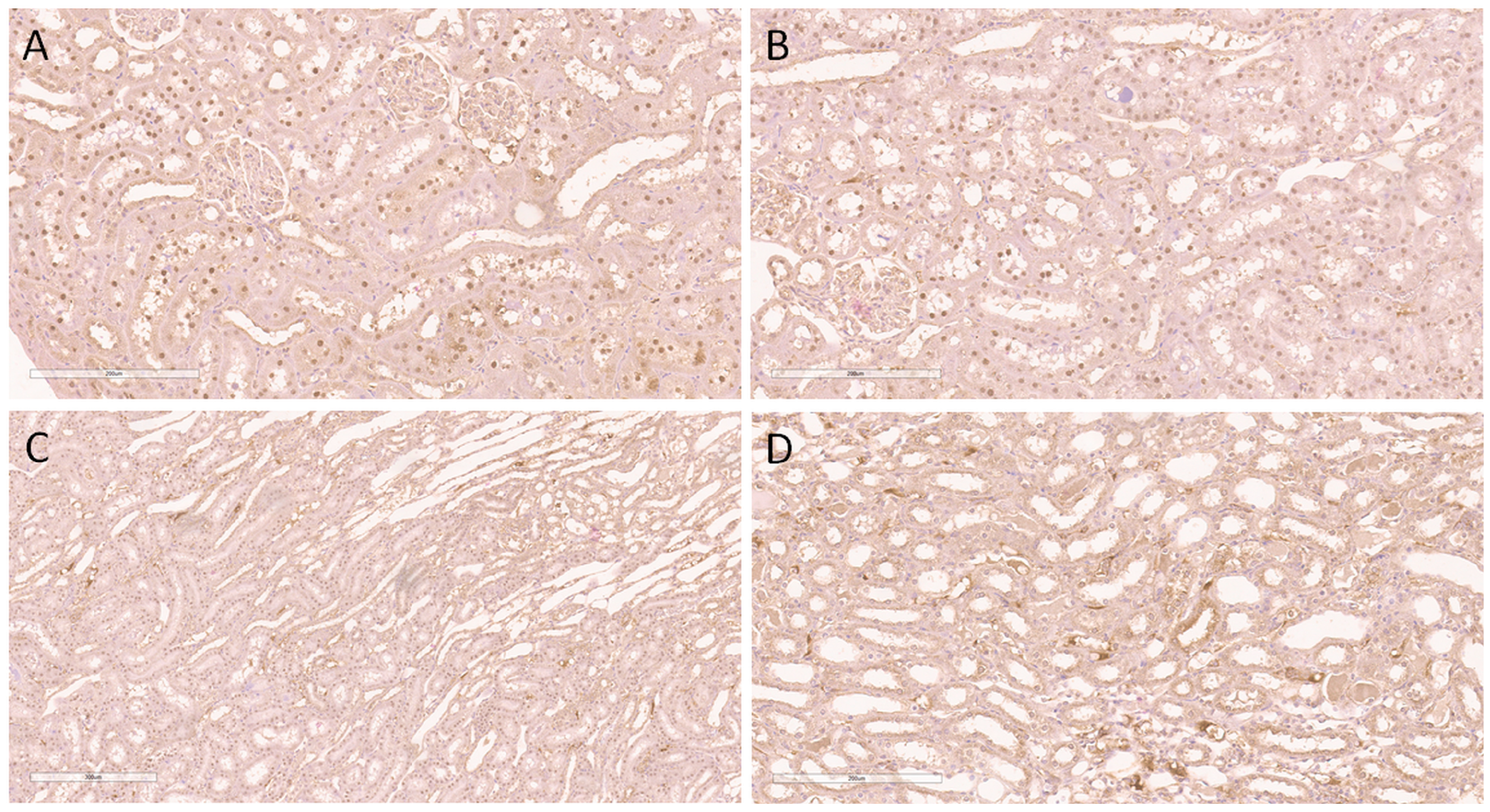 Ijms 24 08085 g002 Ijms 24 08085 g002