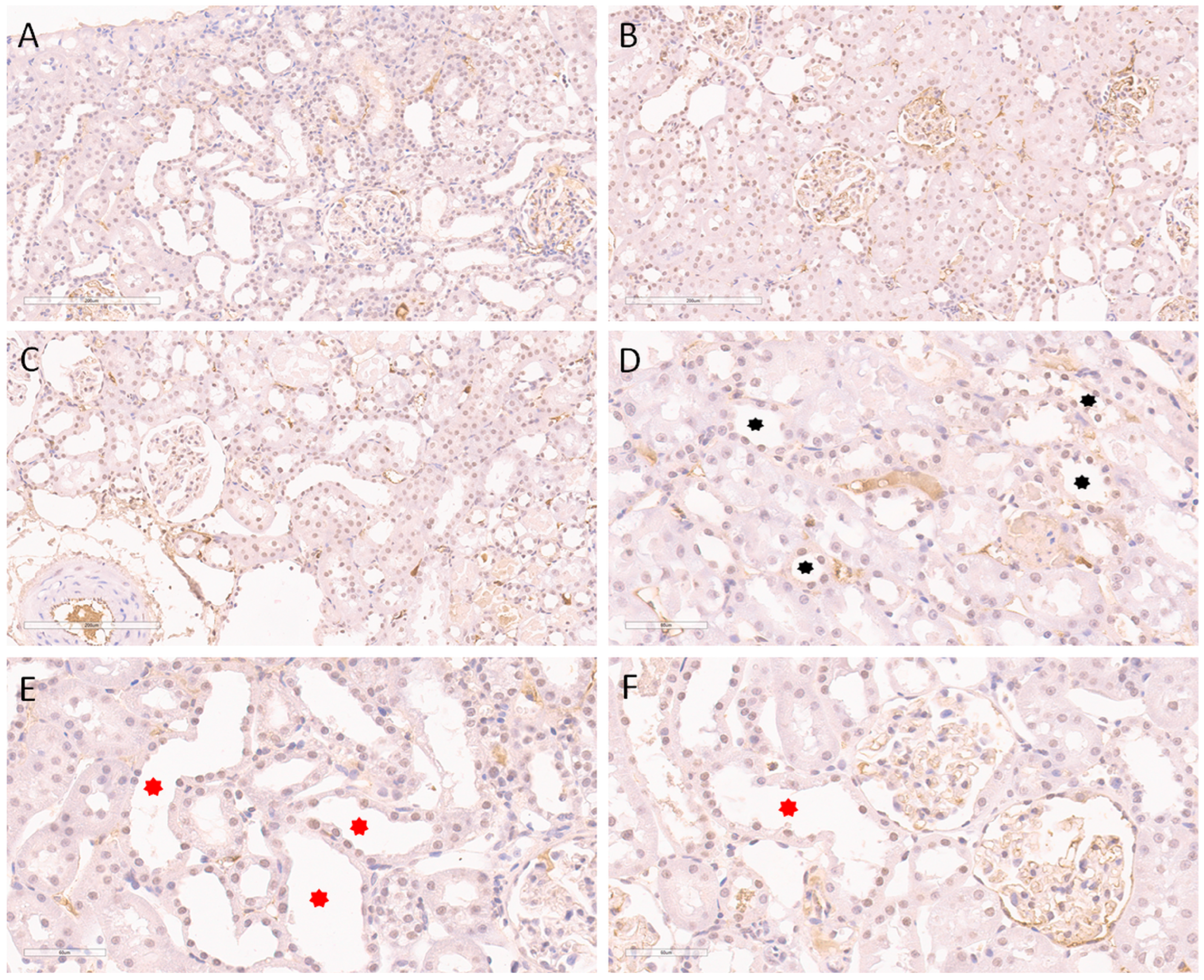 Ijms 24 08085 g005 Ijms 24 08085 g005