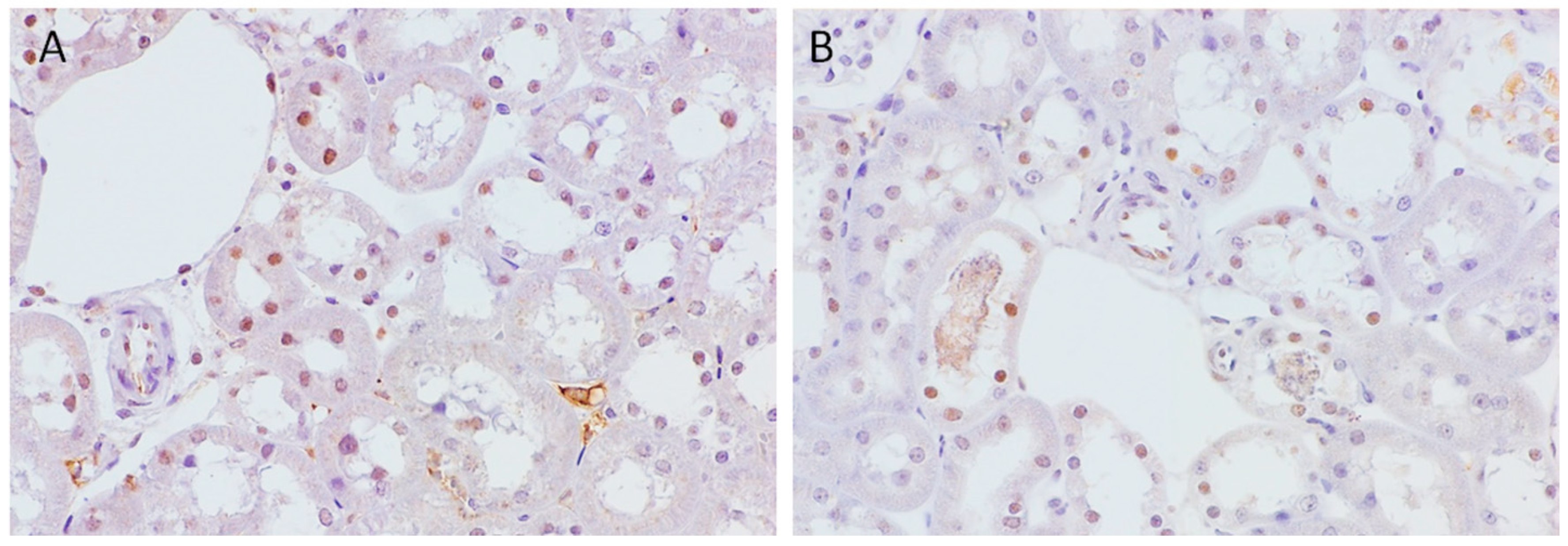 Ijms 24 08085 g007 Ijms 24 08085 g007