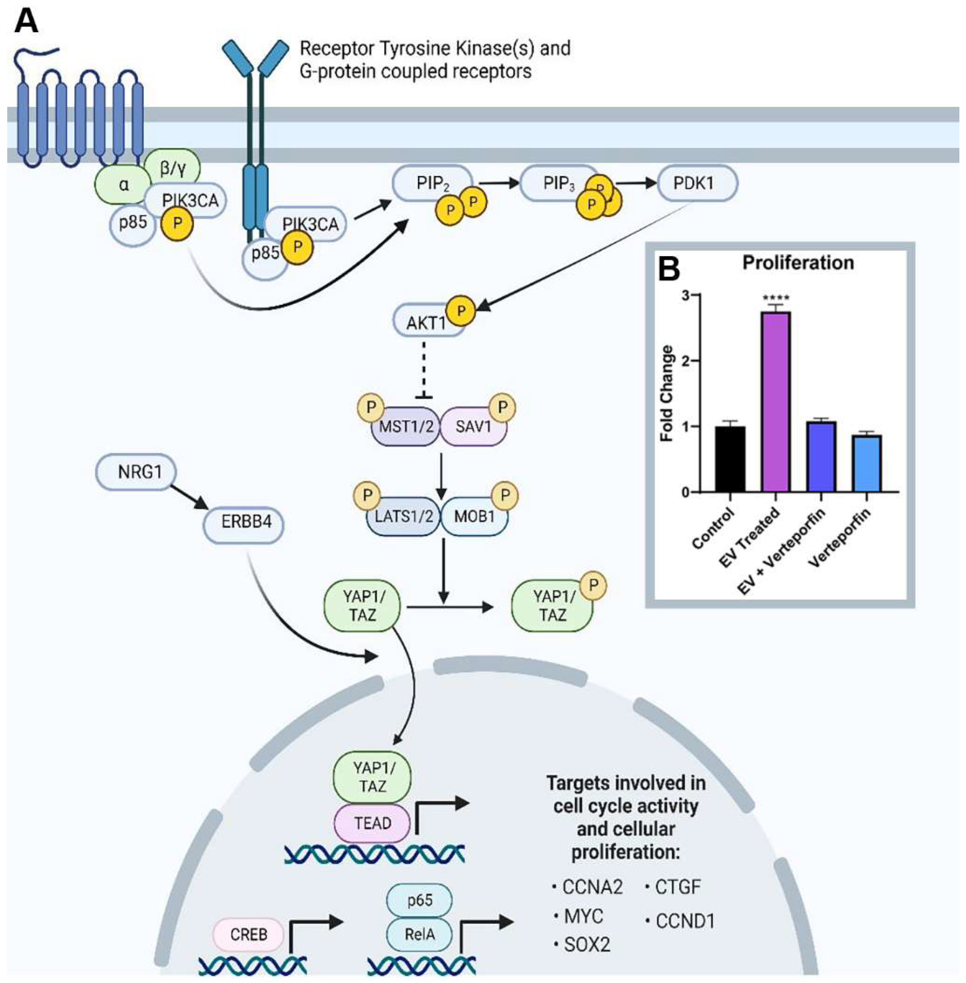 Ijms 24 08088 g005 Ijms 24 08088 g005