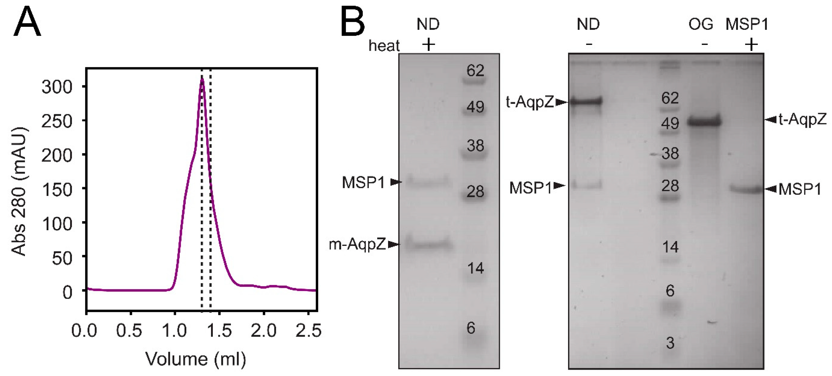 Ijms 24 08098 g001 Ijms 24 08098 g001
