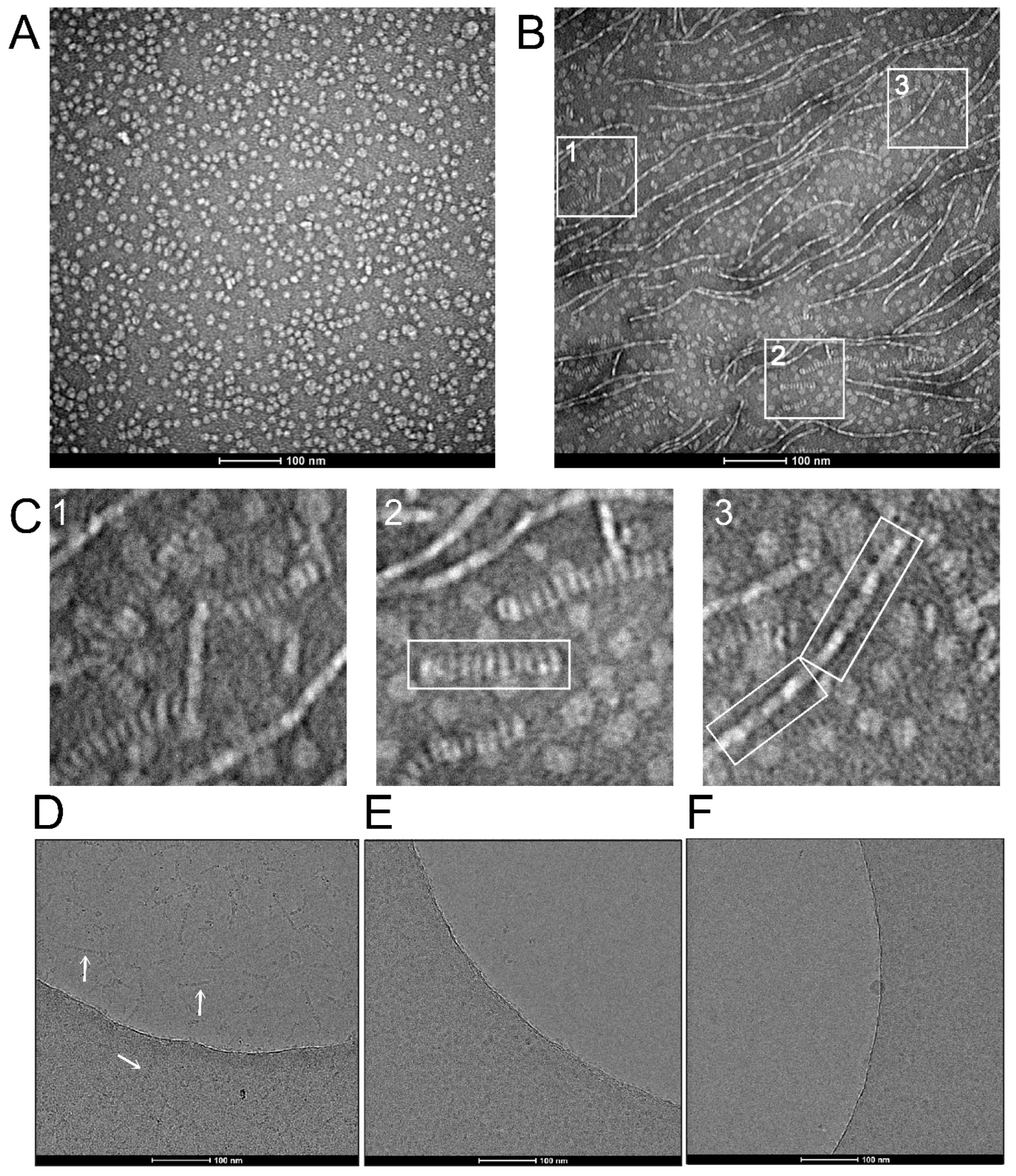 Ijms 24 08098 g003 Ijms 24 08098 g003