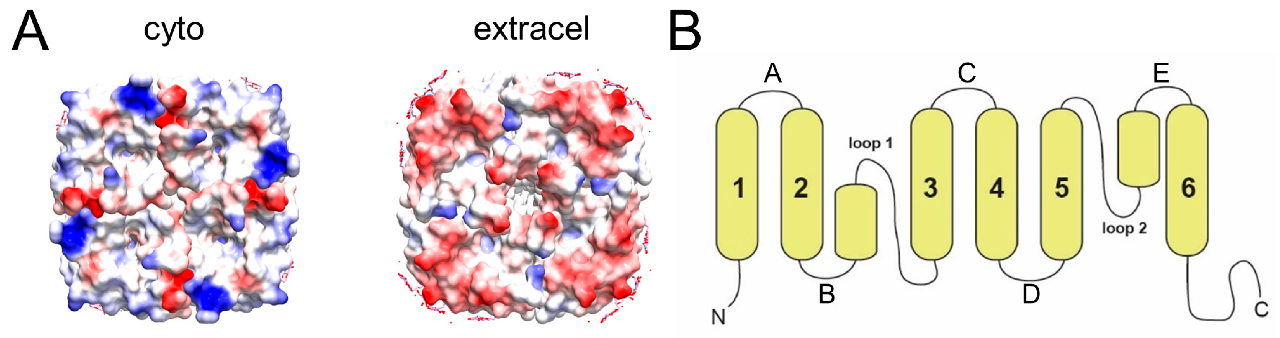 Ijms 24 08098 g004 Ijms 24 08098 g004