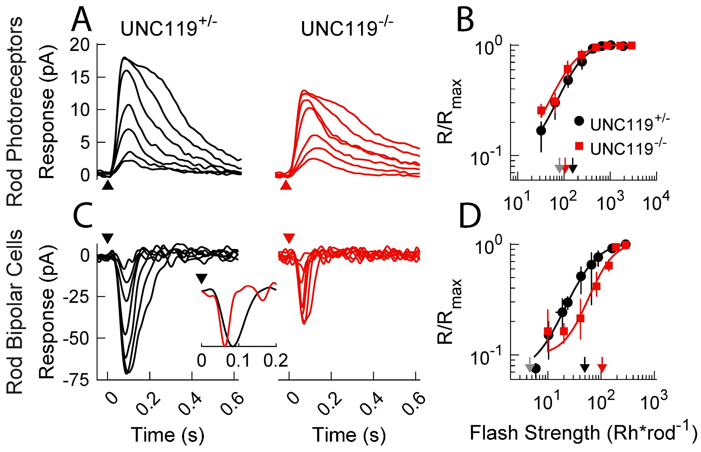 Ijms 24 08106 g004 Ijms 24 08106 g004