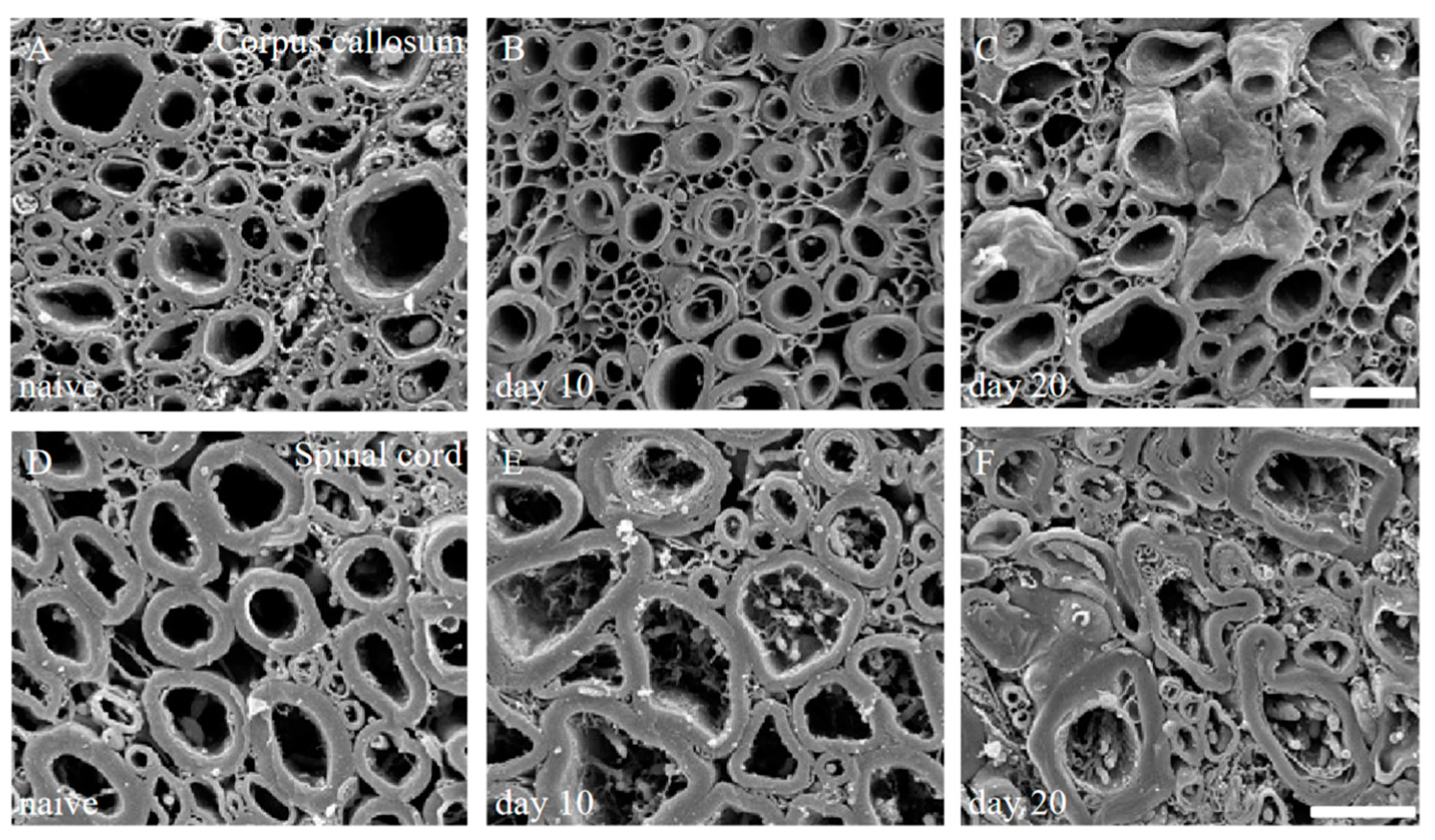 Ijms 24 08160 g002 Ijms 24 08160 g002