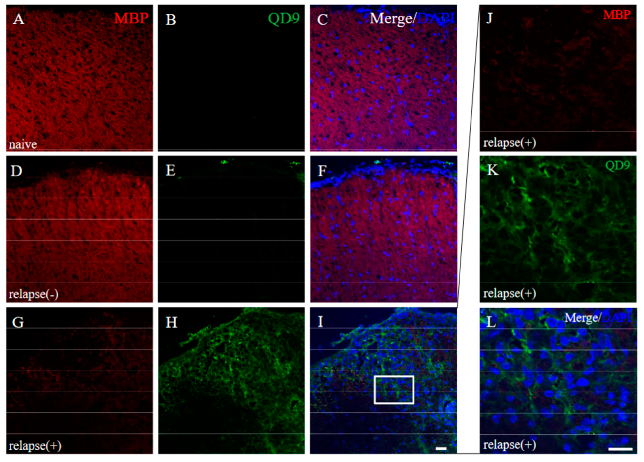 Ijms 24 08160 g012 Ijms 24 08160 g012