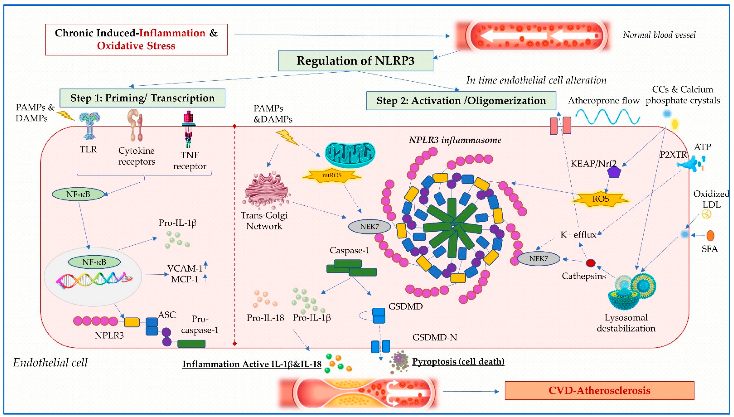 Ijms 24 08162 g002 Ijms 24 08162 g002