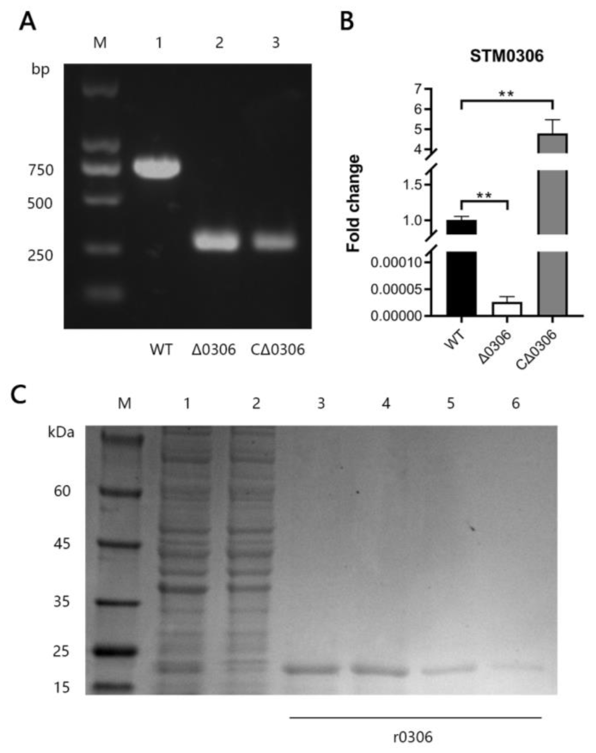Ijms 24 08170 g002 Ijms 24 08170 g002