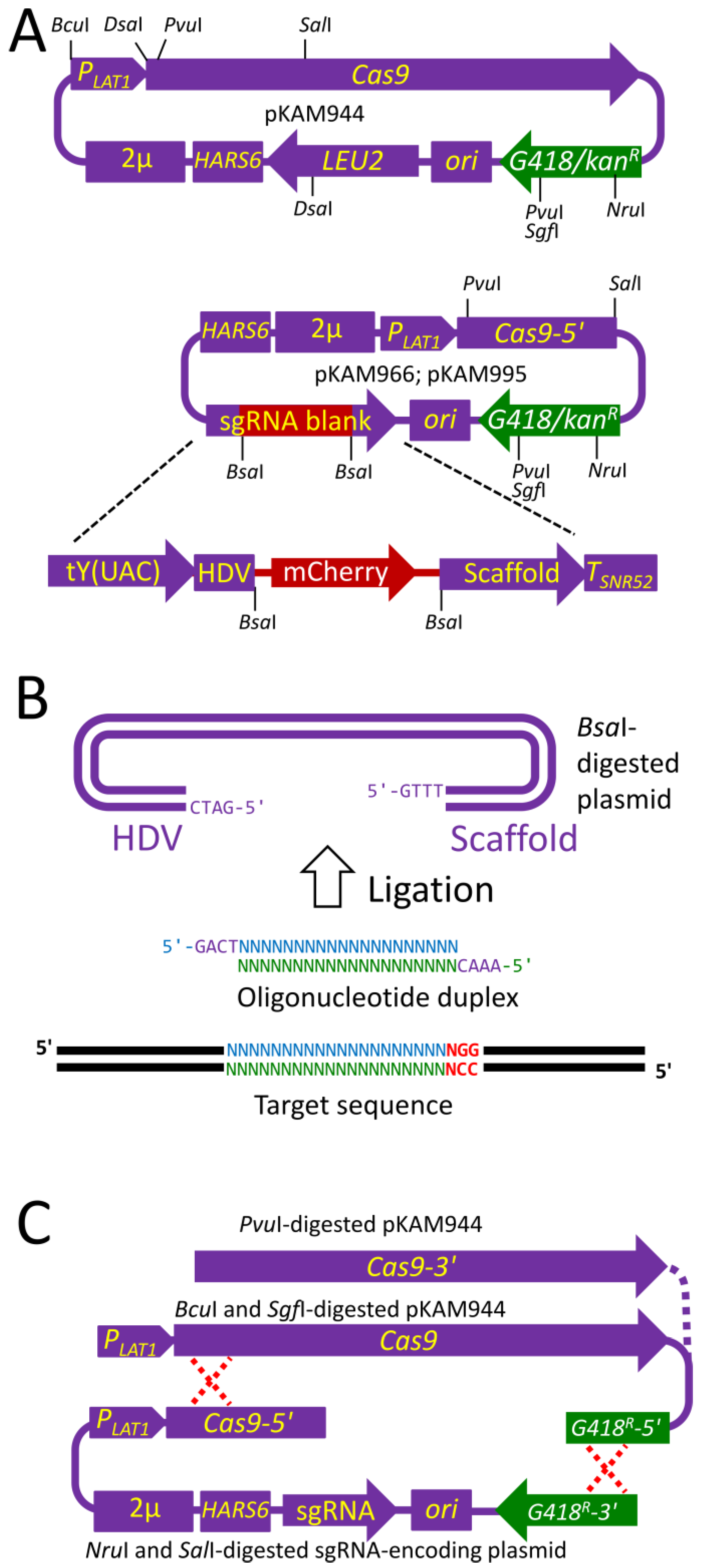 Ijms 24 08173 g001 Ijms 24 08173 g001