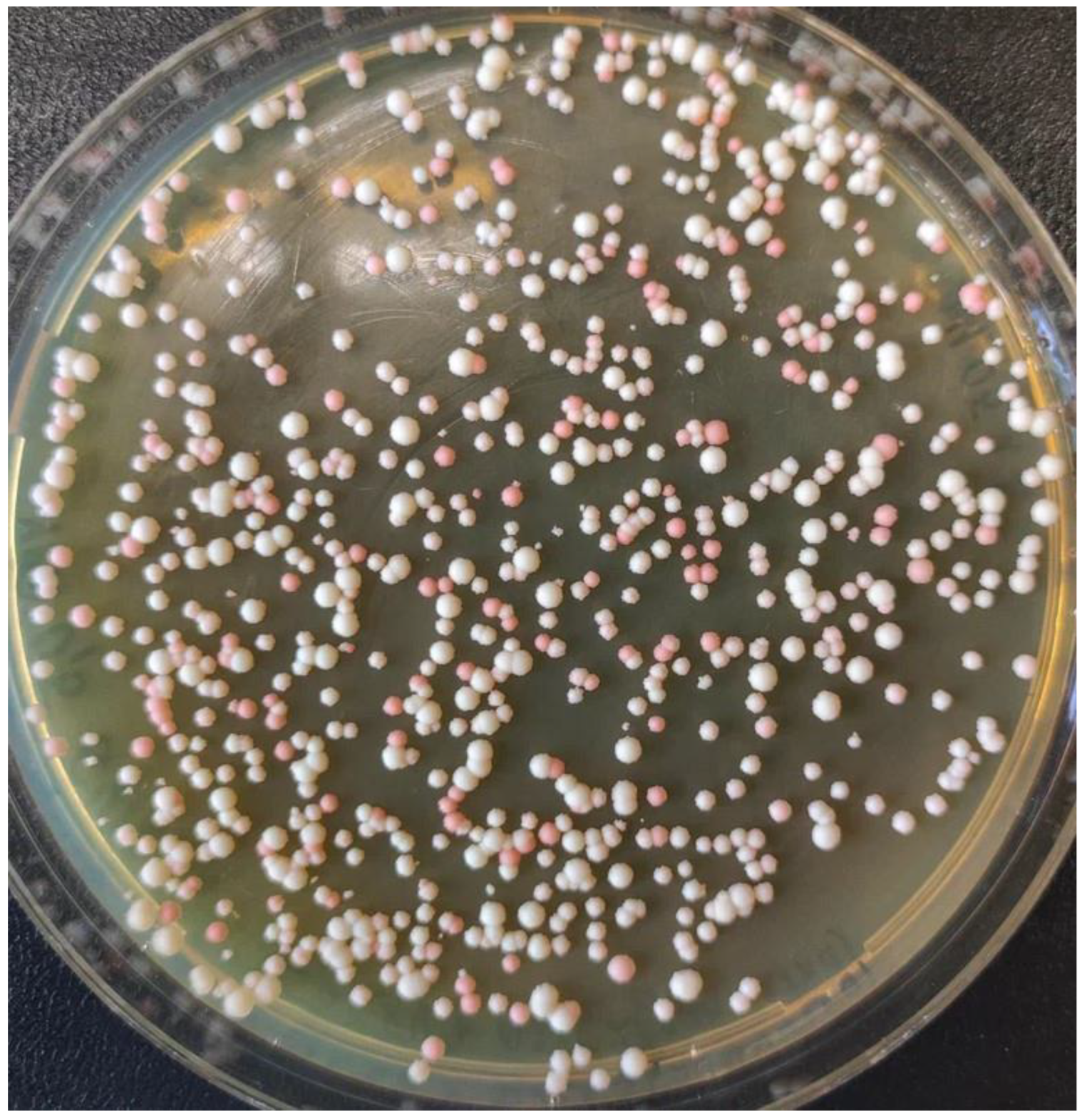 Ijms 24 08173 g002 Ijms 24 08173 g002