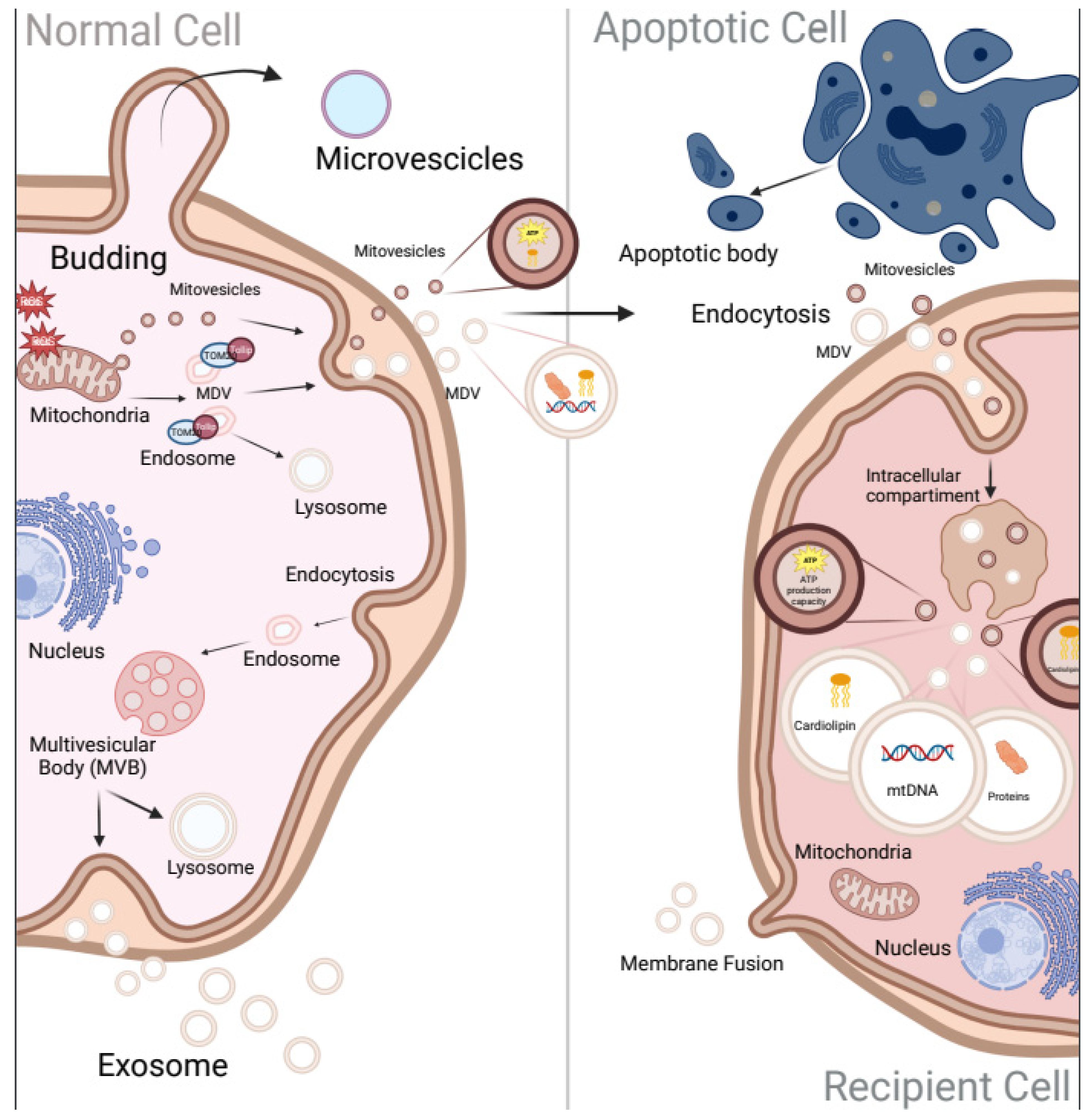 Ijms 24 08181 g002 Ijms 24 08181 g002