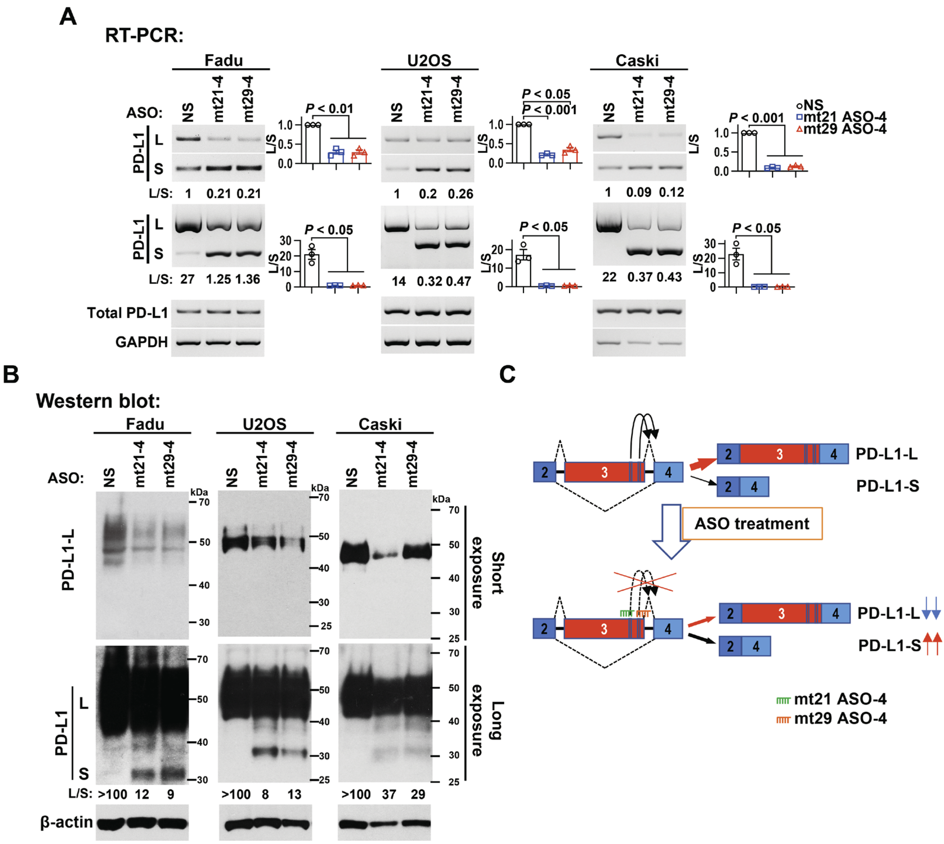 Ijms 24 08193 g004 Ijms 24 08193 g004