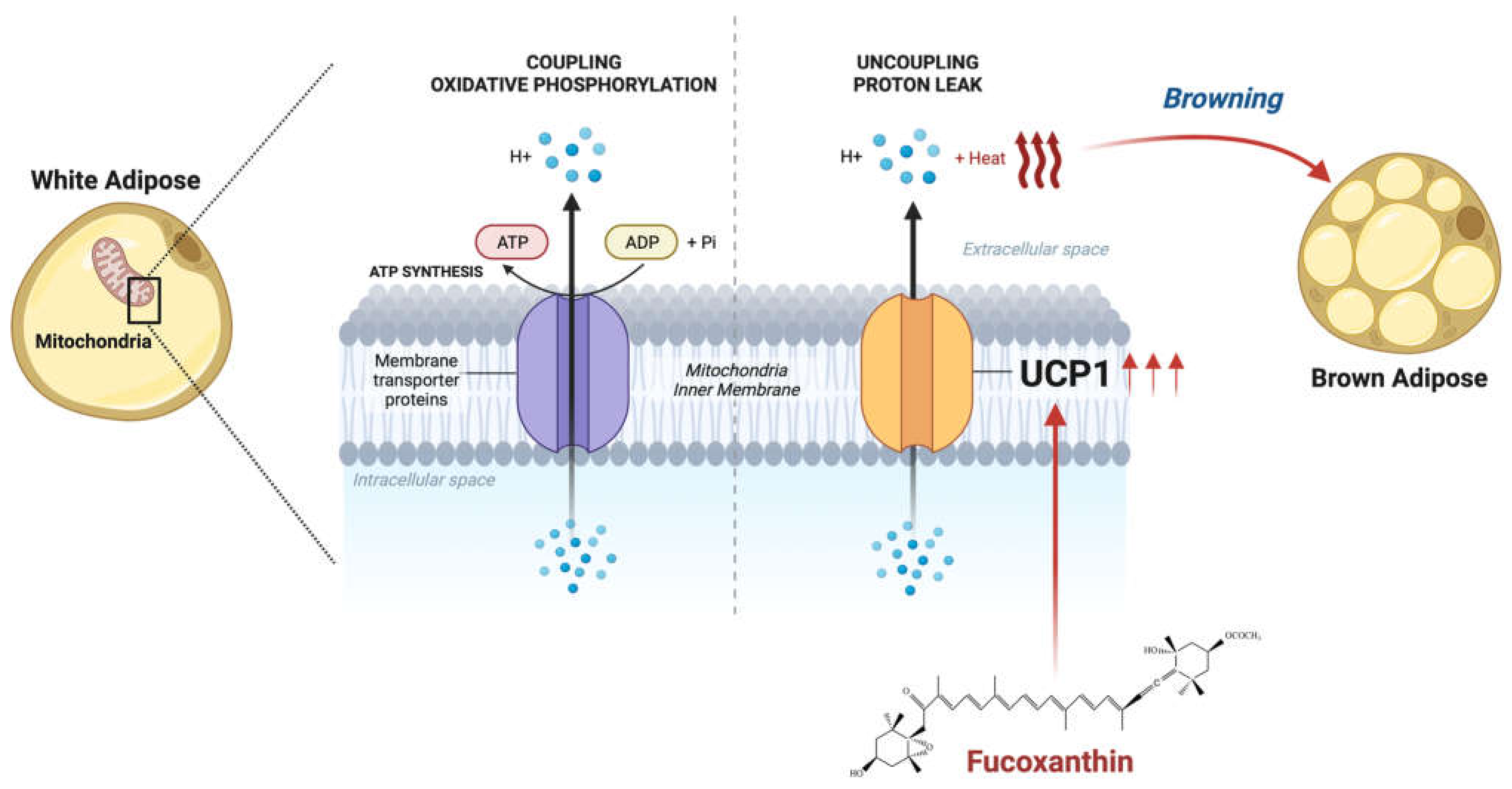 Ijms 24 08203 g003 Ijms 24 08203 g003