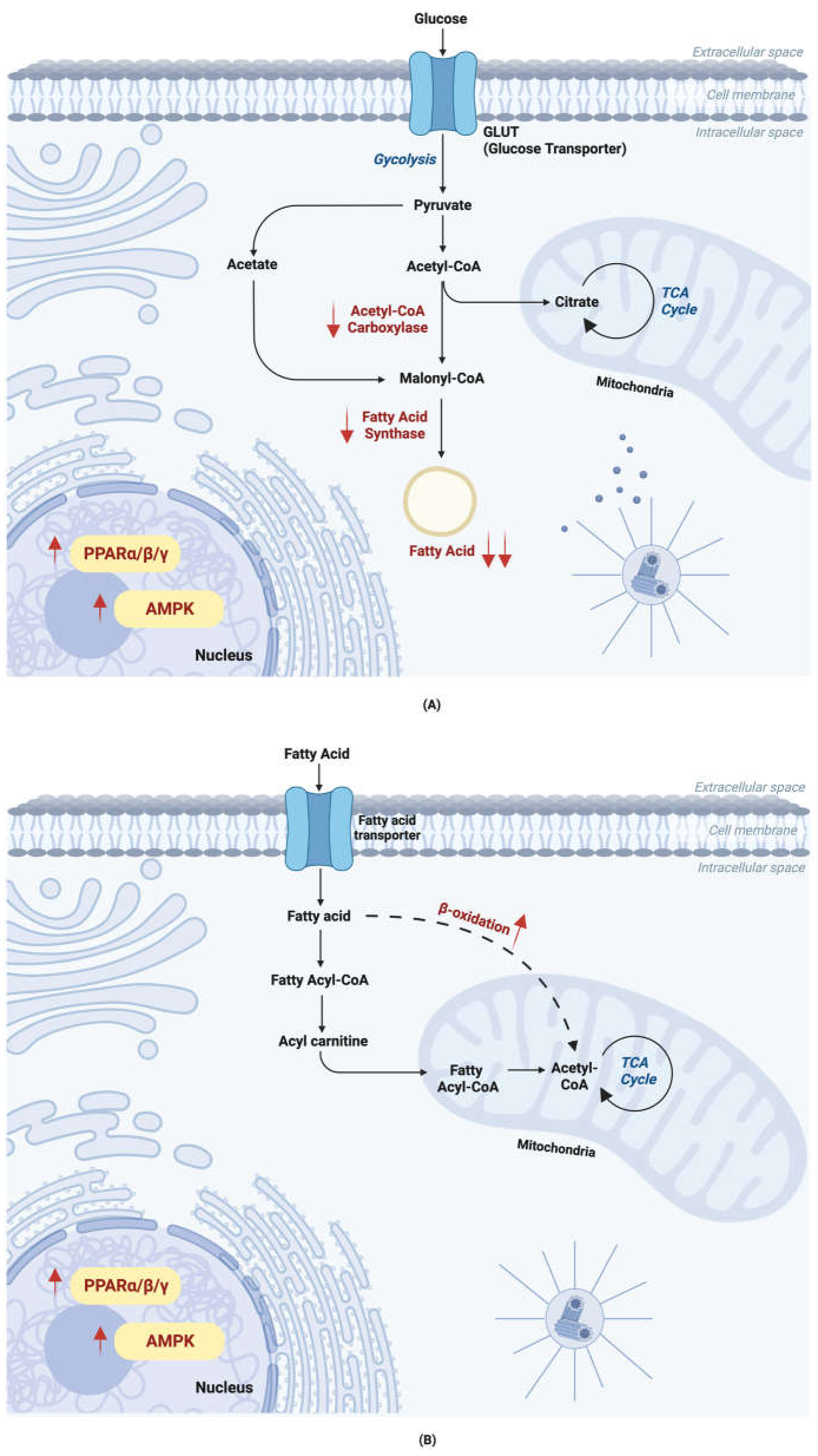 Ijms 24 08203 g004 Ijms 24 08203 g004