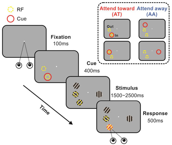 Ijms Free Full Text Spatial Attention Modulates Neuronal