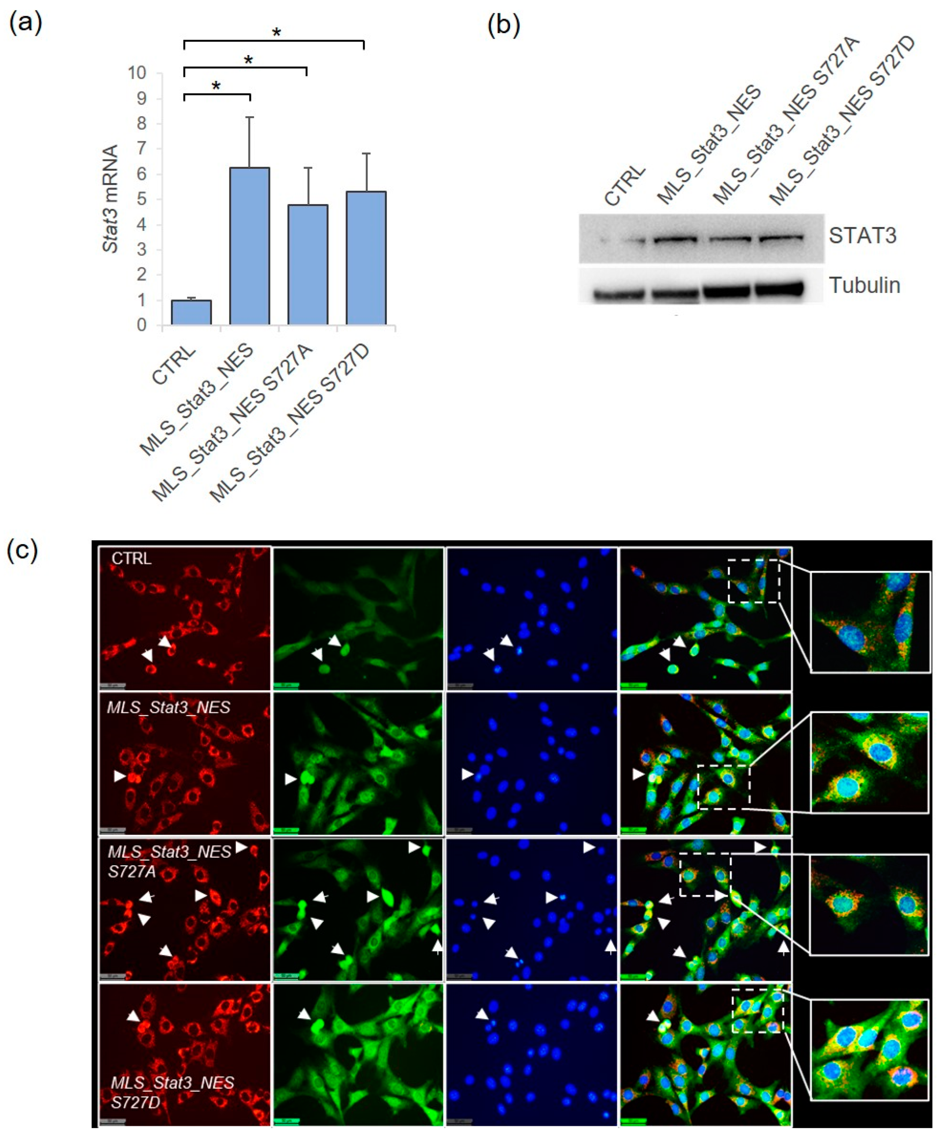 Ijms 24 08232 g001 Ijms 24 08232 g001