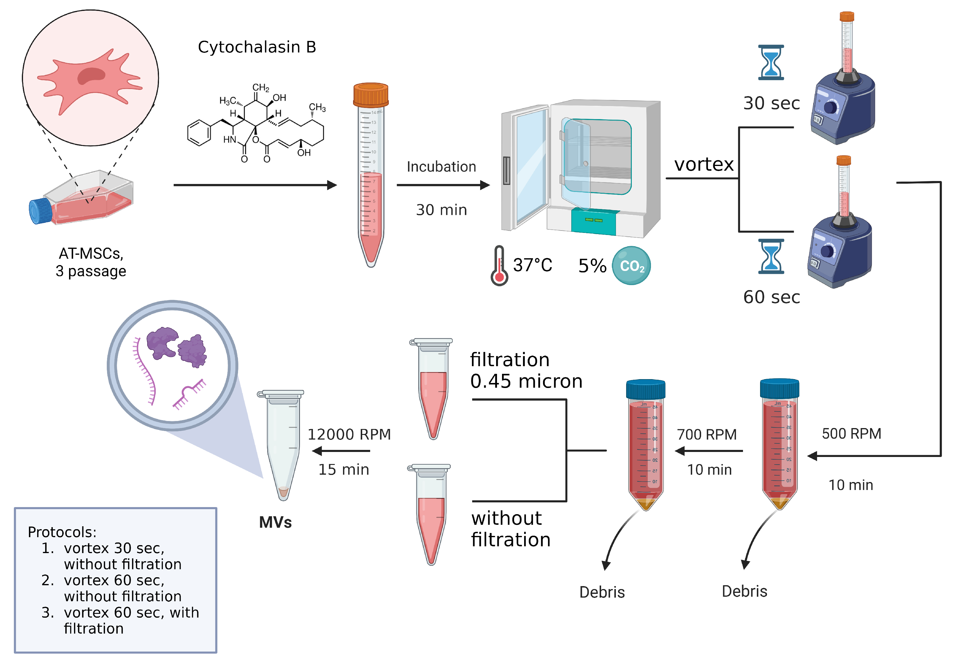 Ijms 24 08240 g006 Ijms 24 08240 g006