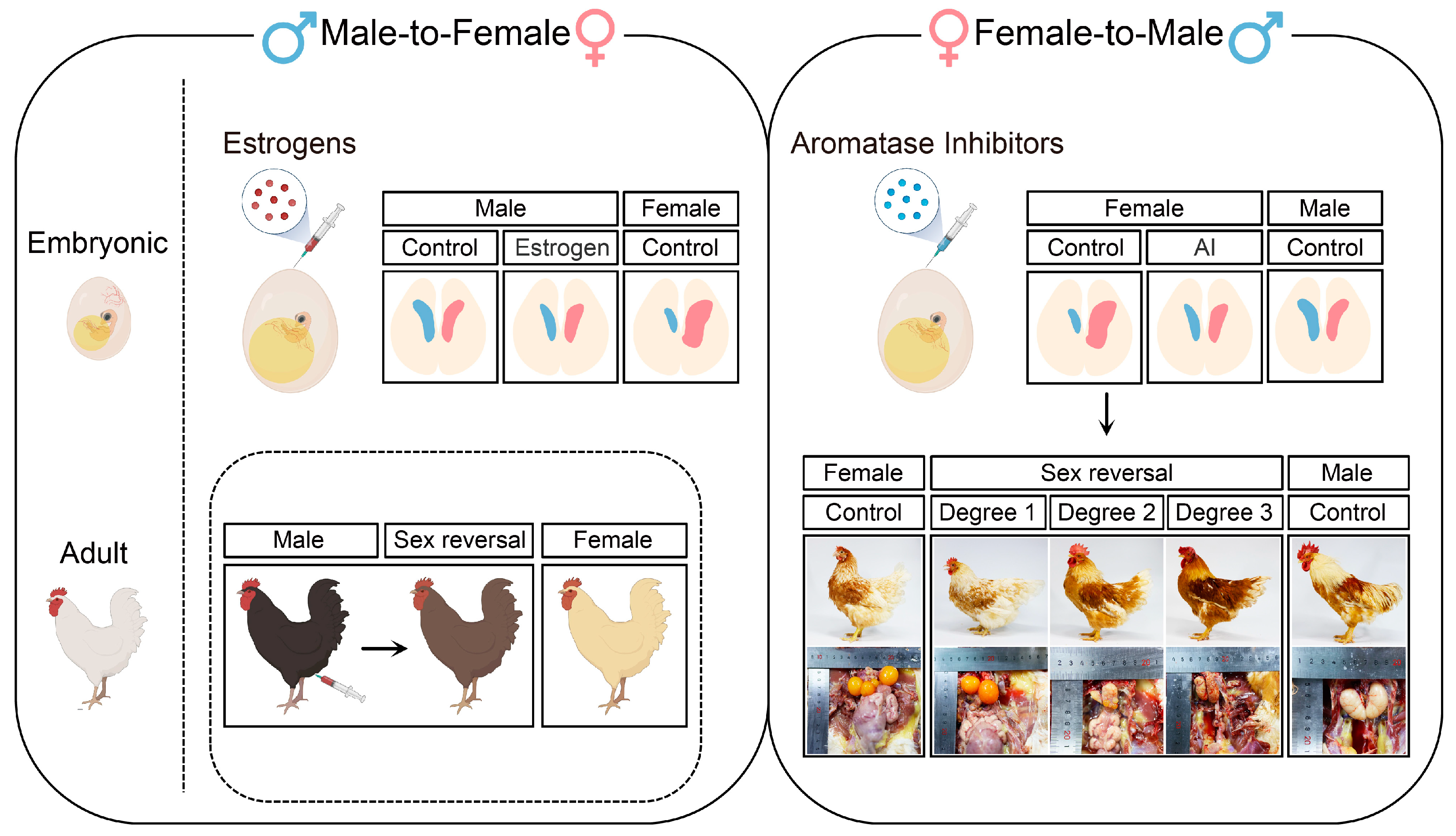 Avian Sex Reversal | Encyclopedia MDPI