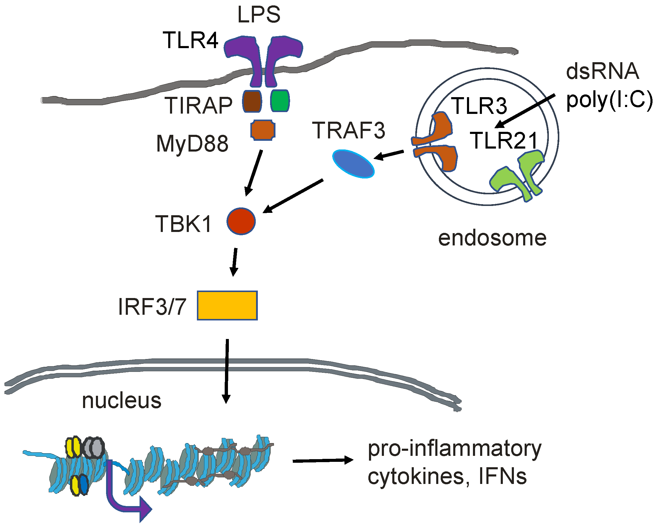 Current Issue Regulation Of Erythrocyte Lifespan Do Reactive Oxygen