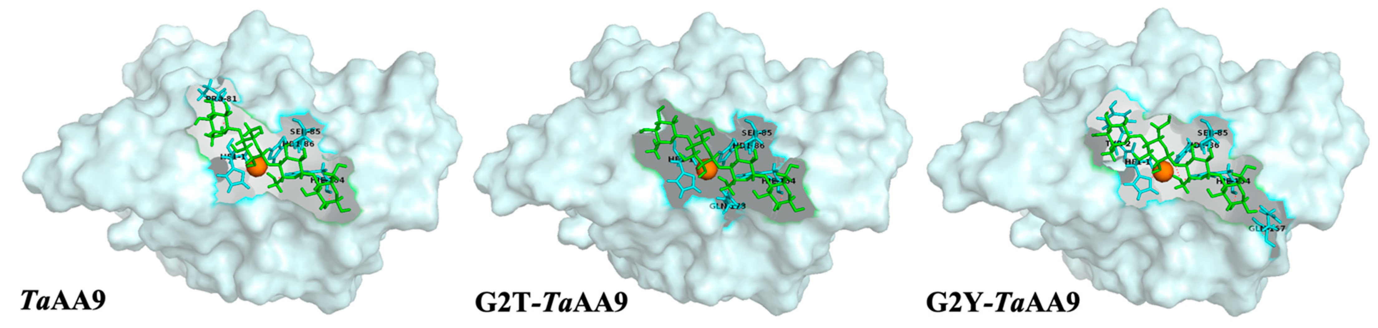 Ijms Free Full Text The Role Of The Residue At Position 2 In The