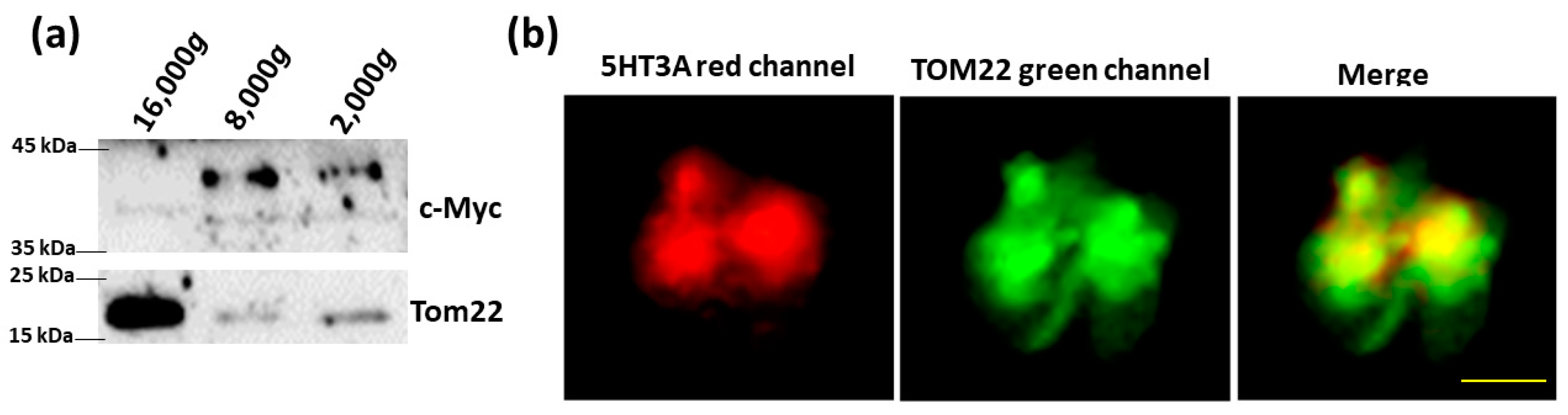 Ijms 24 08301 g005 Ijms 24 08301 g005