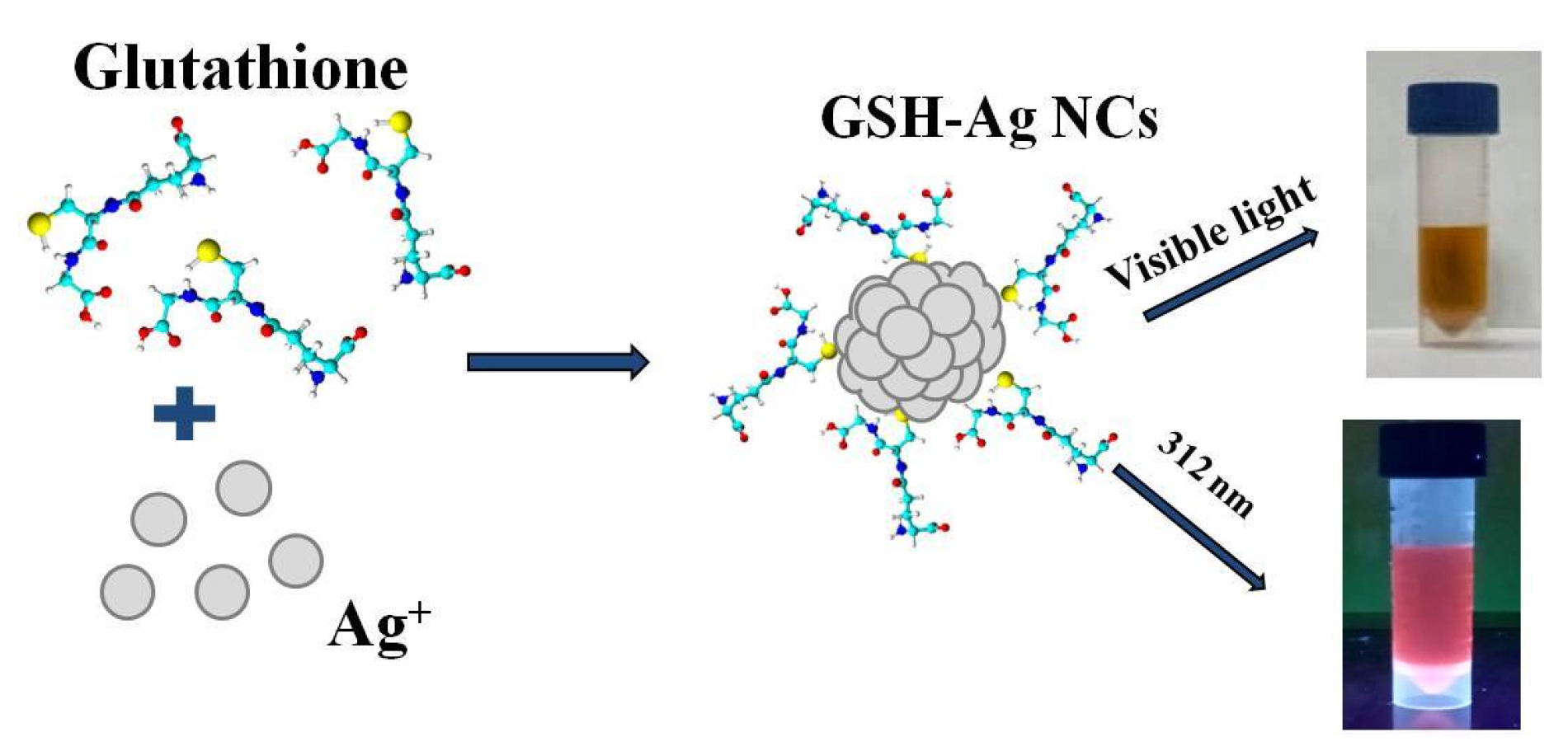 Ijms 24 08306 g001 Ijms 24 08306 g001