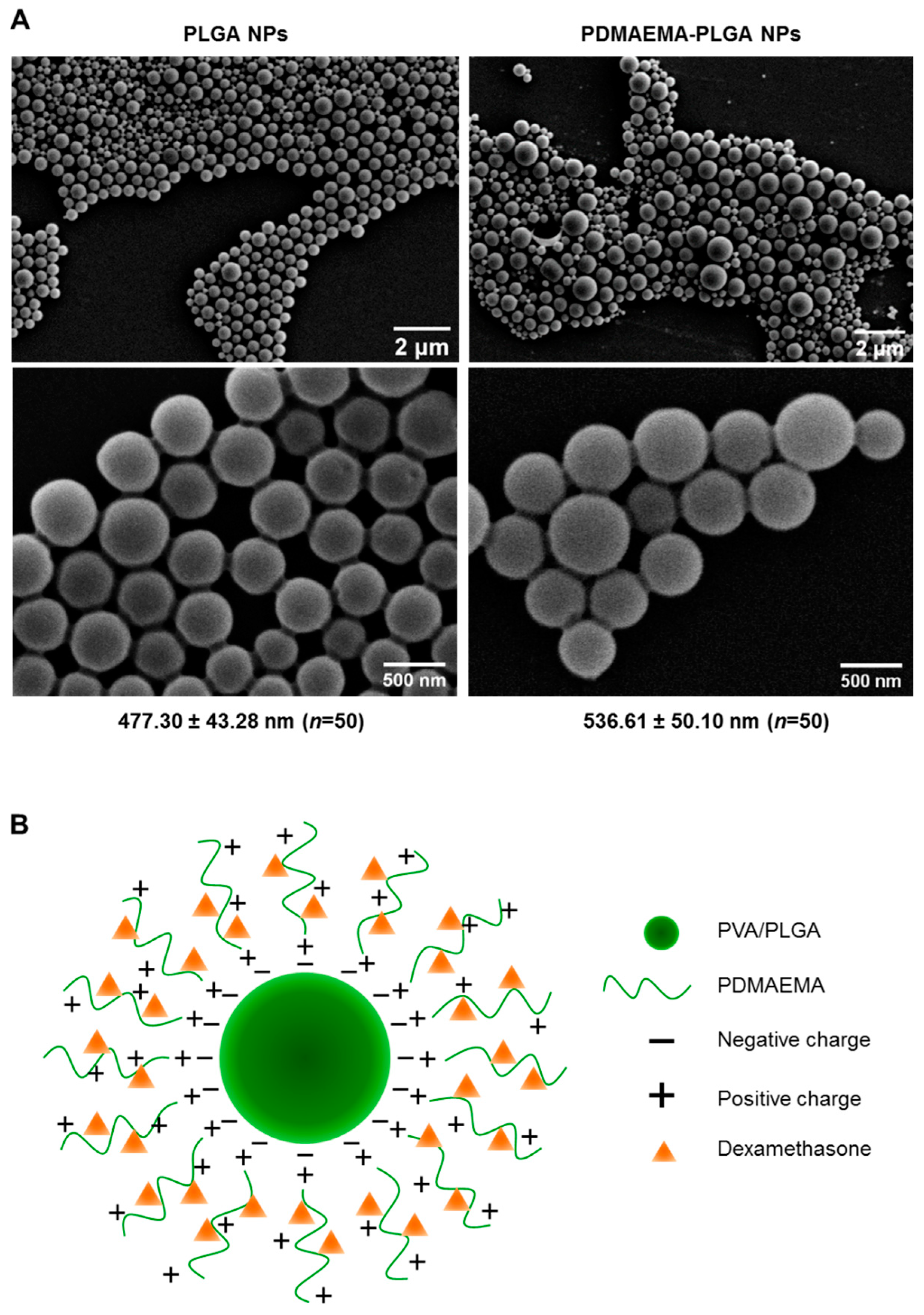 IJMS | Free Full-Text | Immunosuppressive Polymeric Nanoparticles