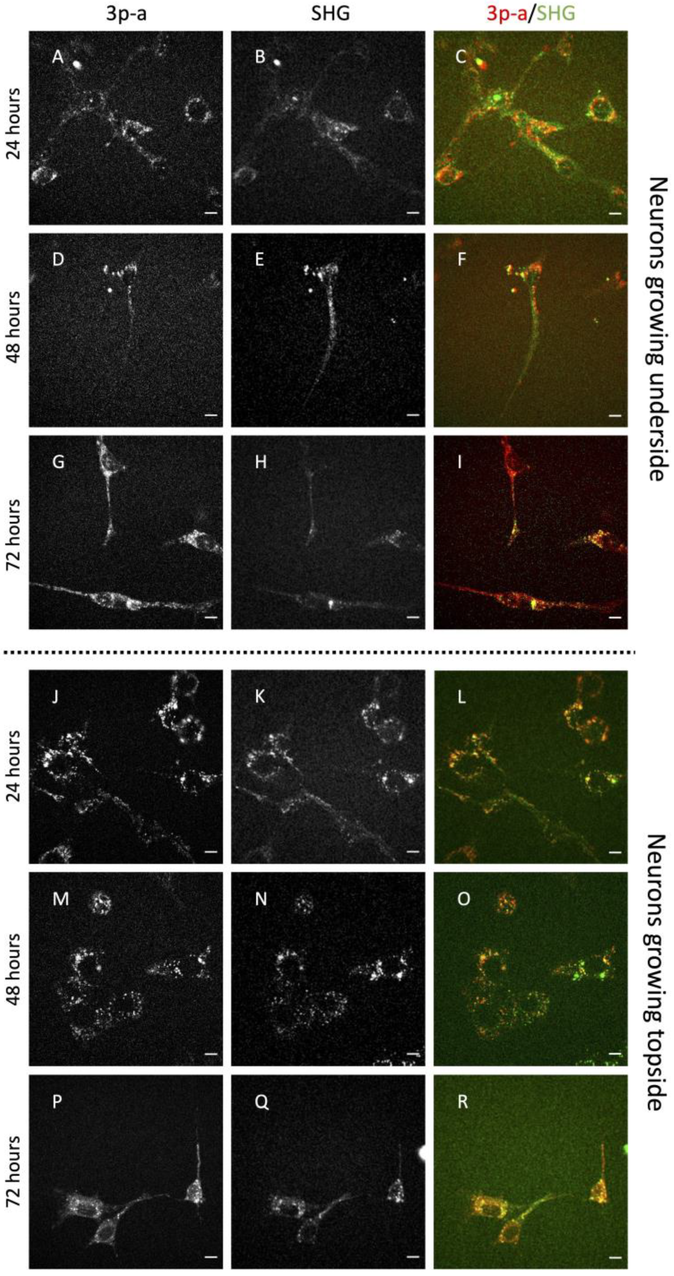 Ijms 24 08354 g001 Ijms 24 08354 g001