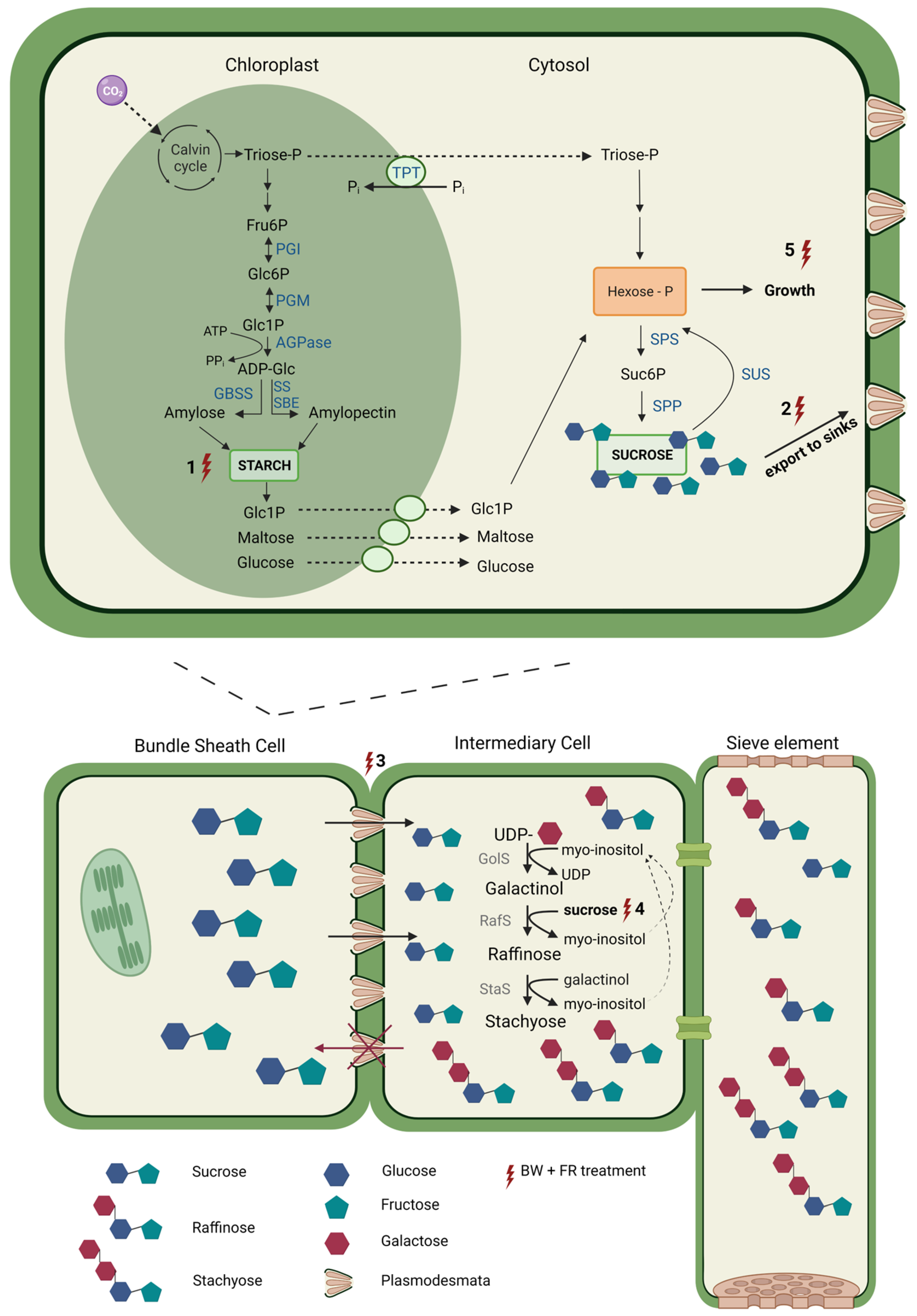 Ijms 24 08378 g005 Ijms 24 08378 g005