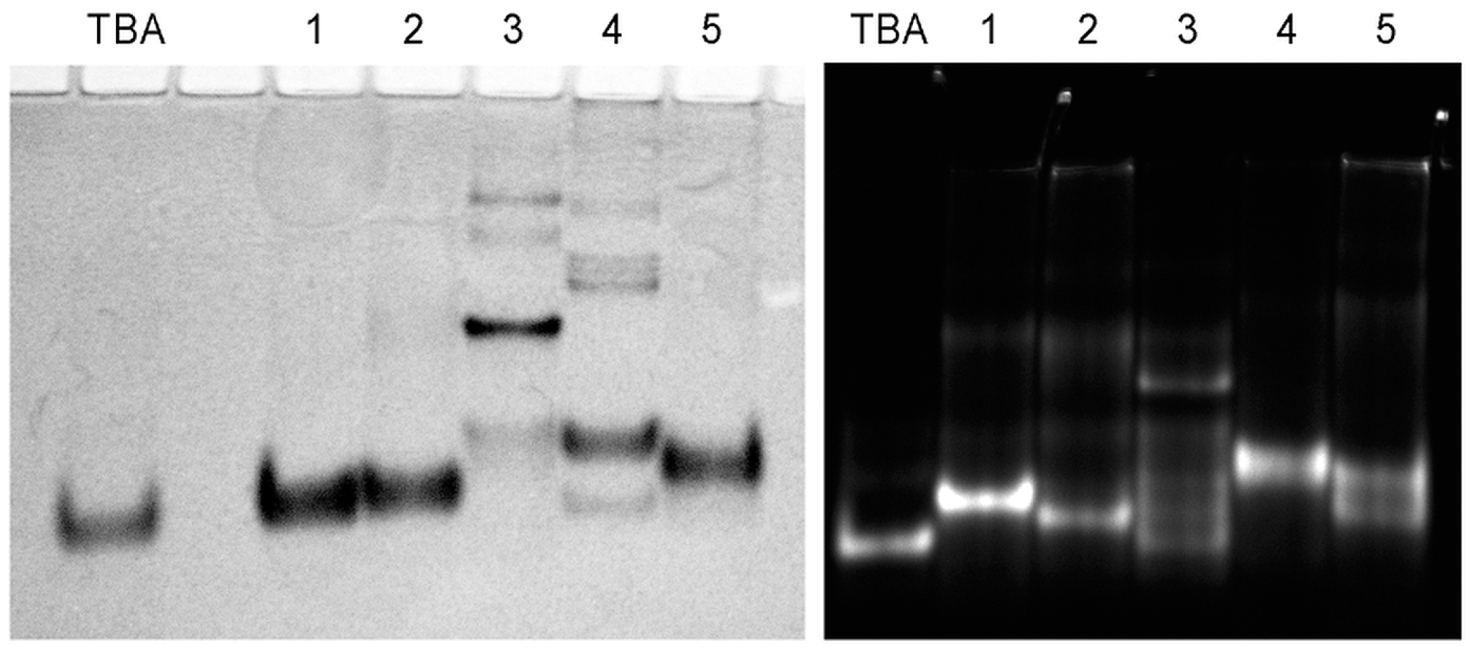 Ijms 24 08406 g005 Ijms 24 08406 g005