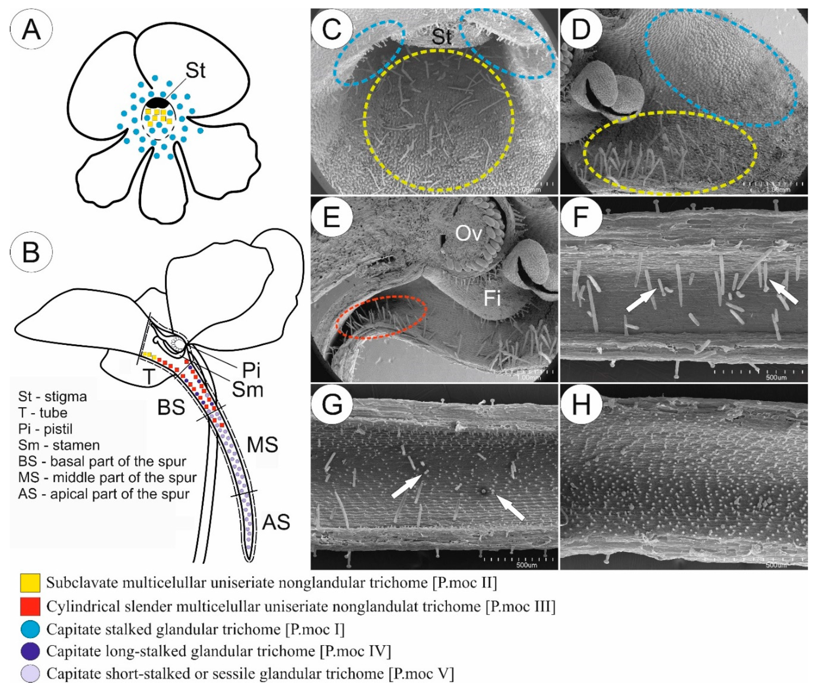 Researchers Identify Novel Long-Tongued Fly Species, TS Digest